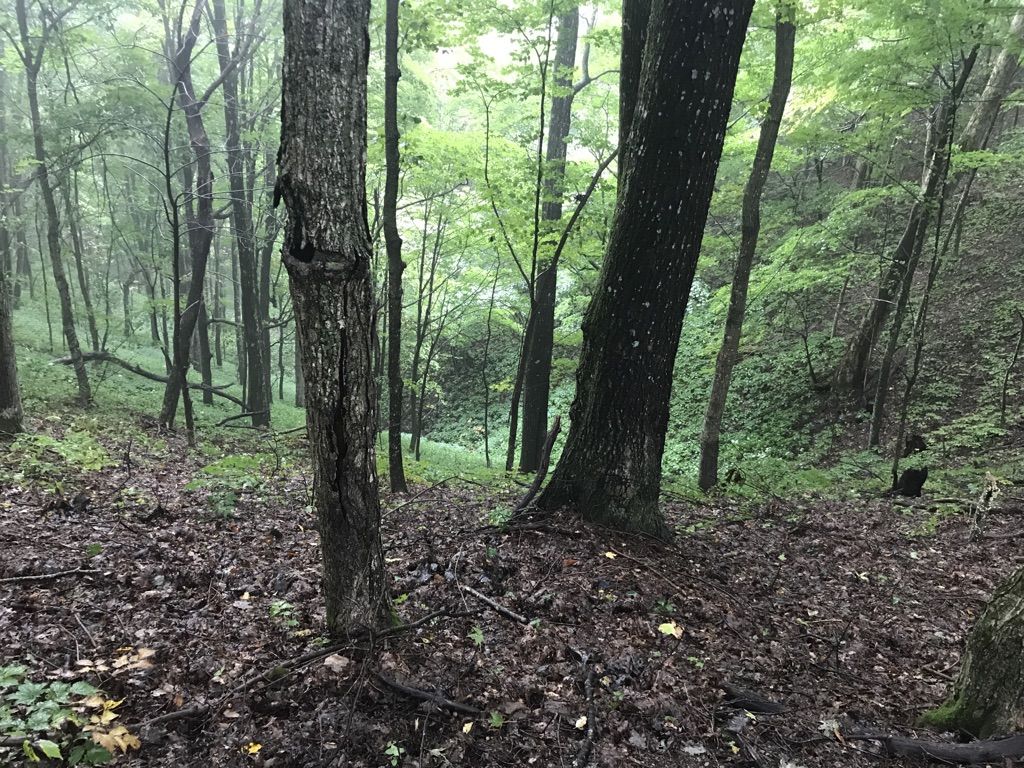 A dense forest floor covered in leaves and ferns, with tall trees. - Middle Knob loop from Hayters Gap