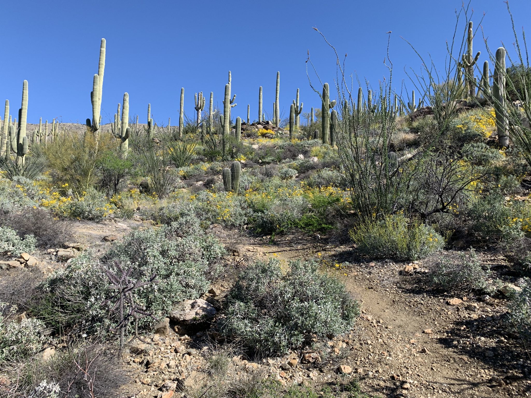 Desert hillside covered in saguaro cacti, green shrubs, and yellow flowers. - Hope Camp Trail – Giant Saguaros loop from Camino Loma Alta
