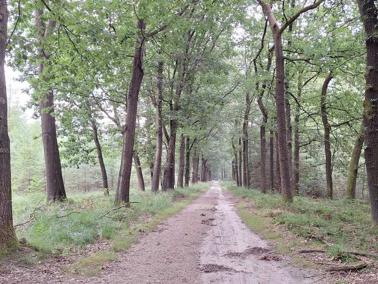 🇳🇱 Hoenderloo door Bos en Hei Dag 2/6 | hike | Komoot