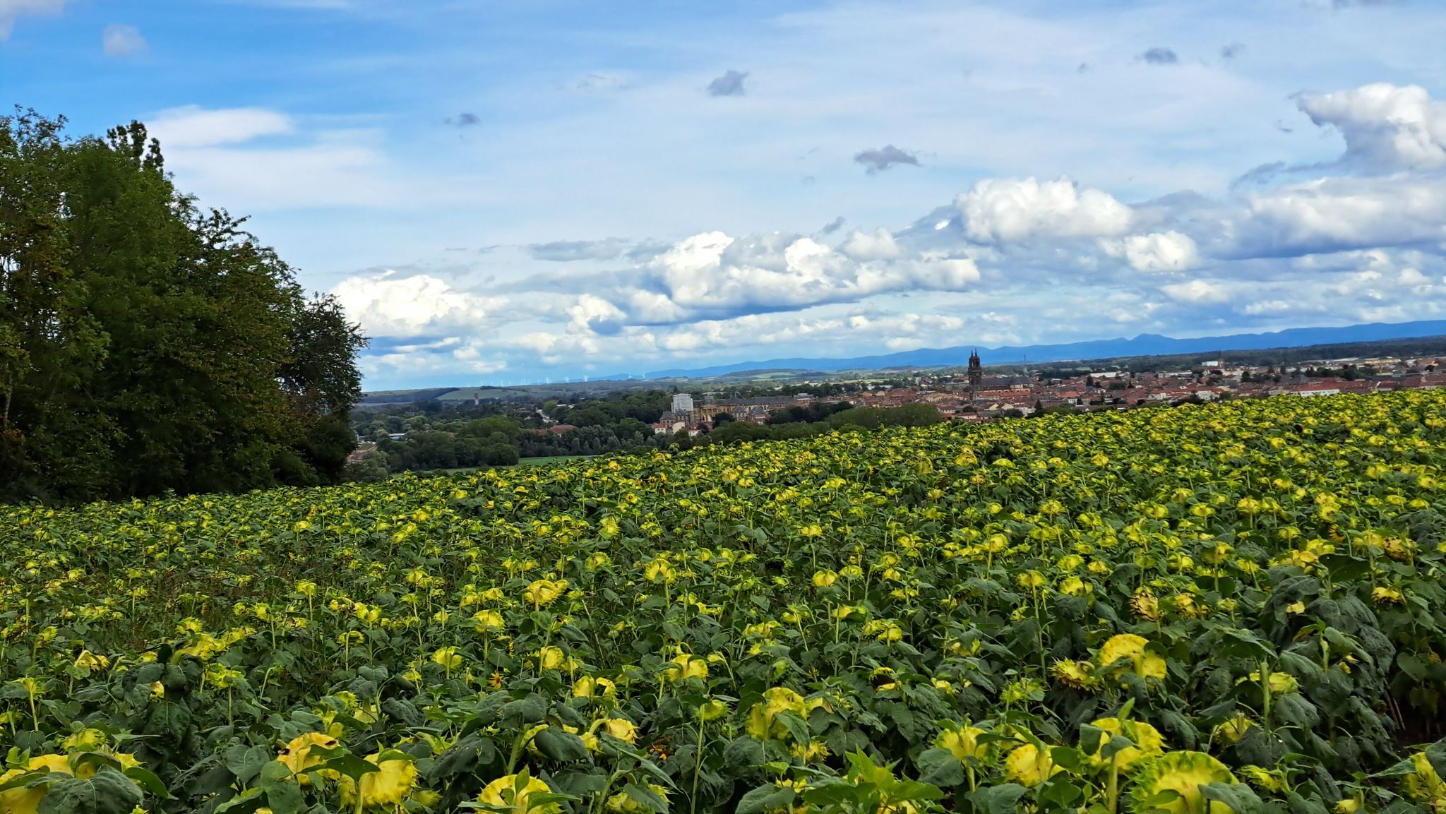 Depuis la ferme de la Faisanderie vue sur les DONON, le château de Lunéville et les éoliennes à proximité de Blâmont.