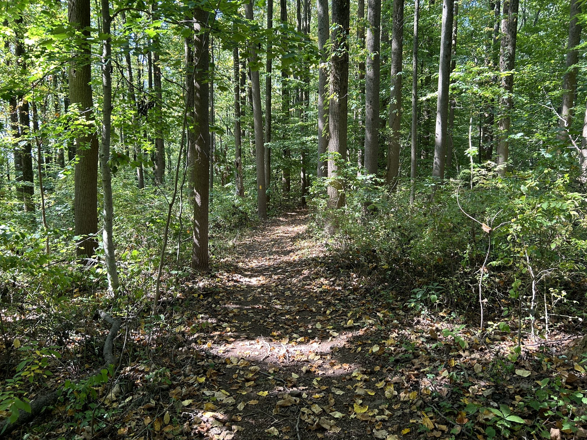 A sun-dappled forest path winds through tall green trees. - Rodebaugh Dam – Nicholas East House loop from West Pikeland Township
