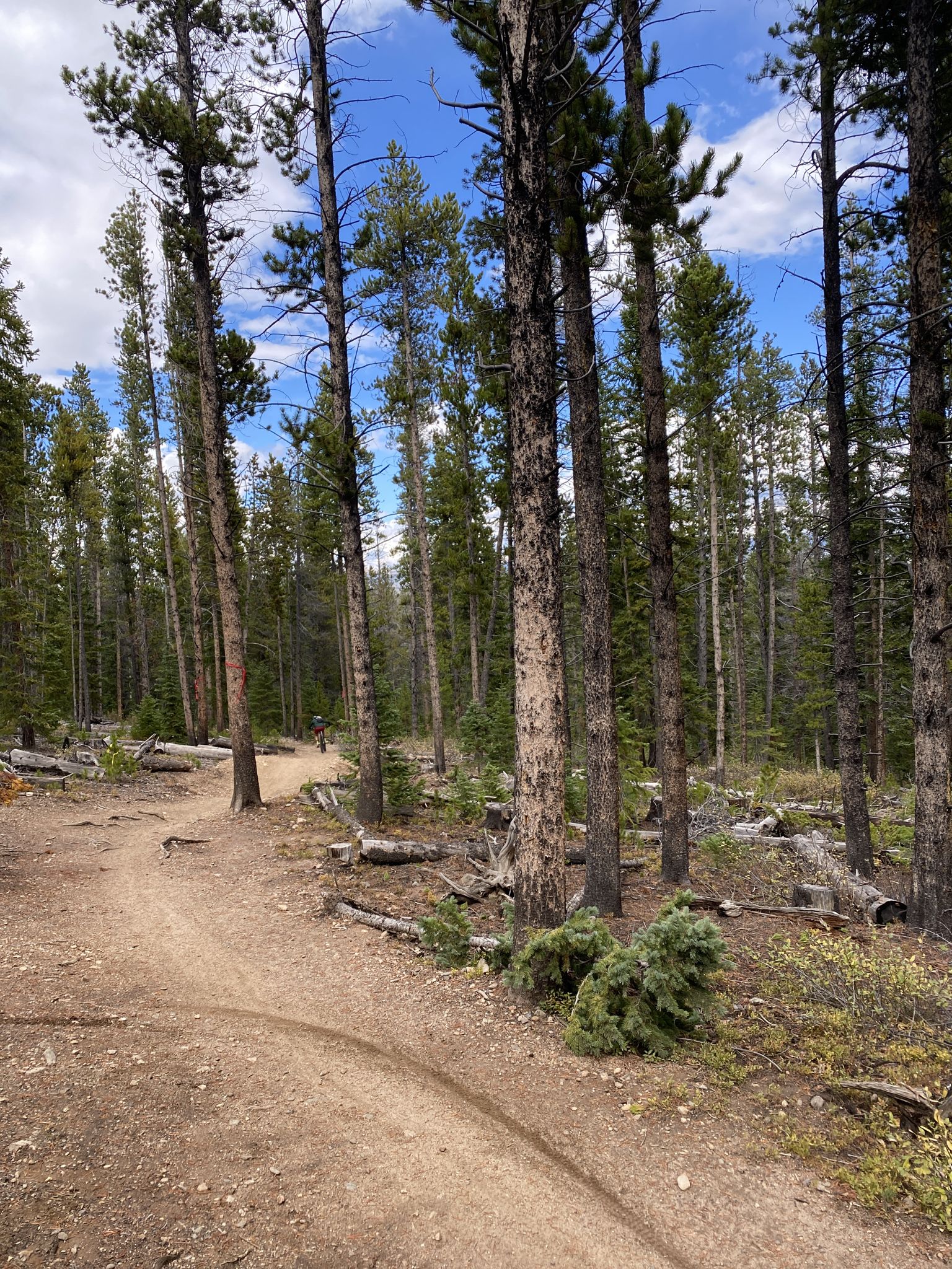Dirt path winding through a dense pine forest under a bright, partly cloudy sky. - Peaks Trail