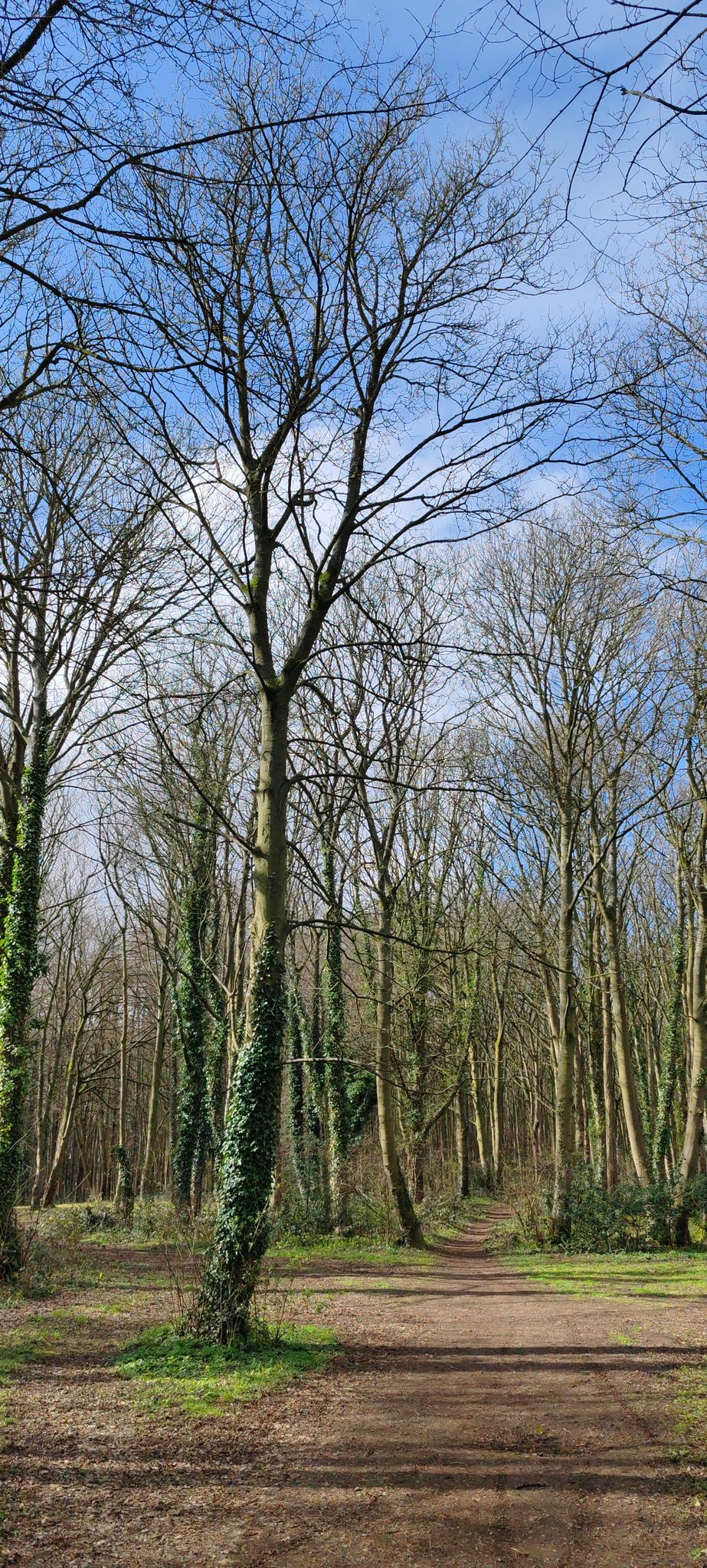 Birch Hill Pantation