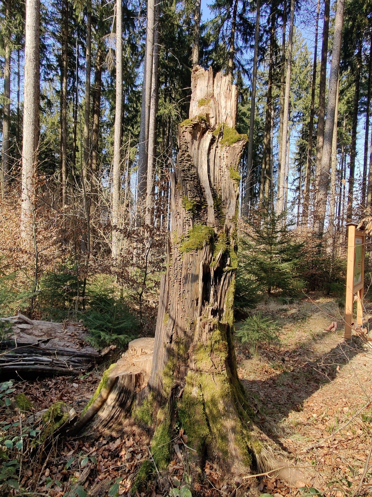 Biotopbaum #1