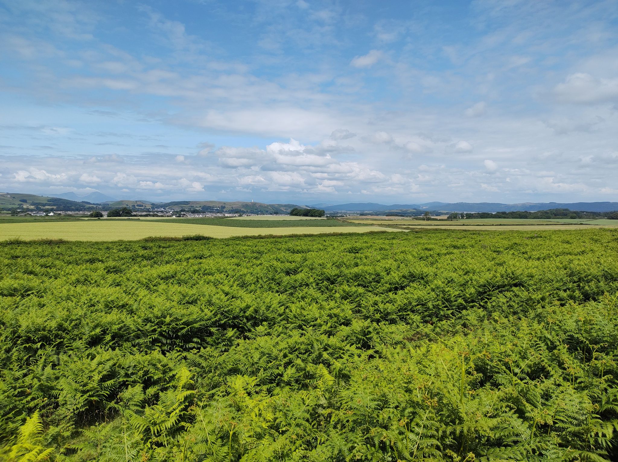 Birkrigg Common