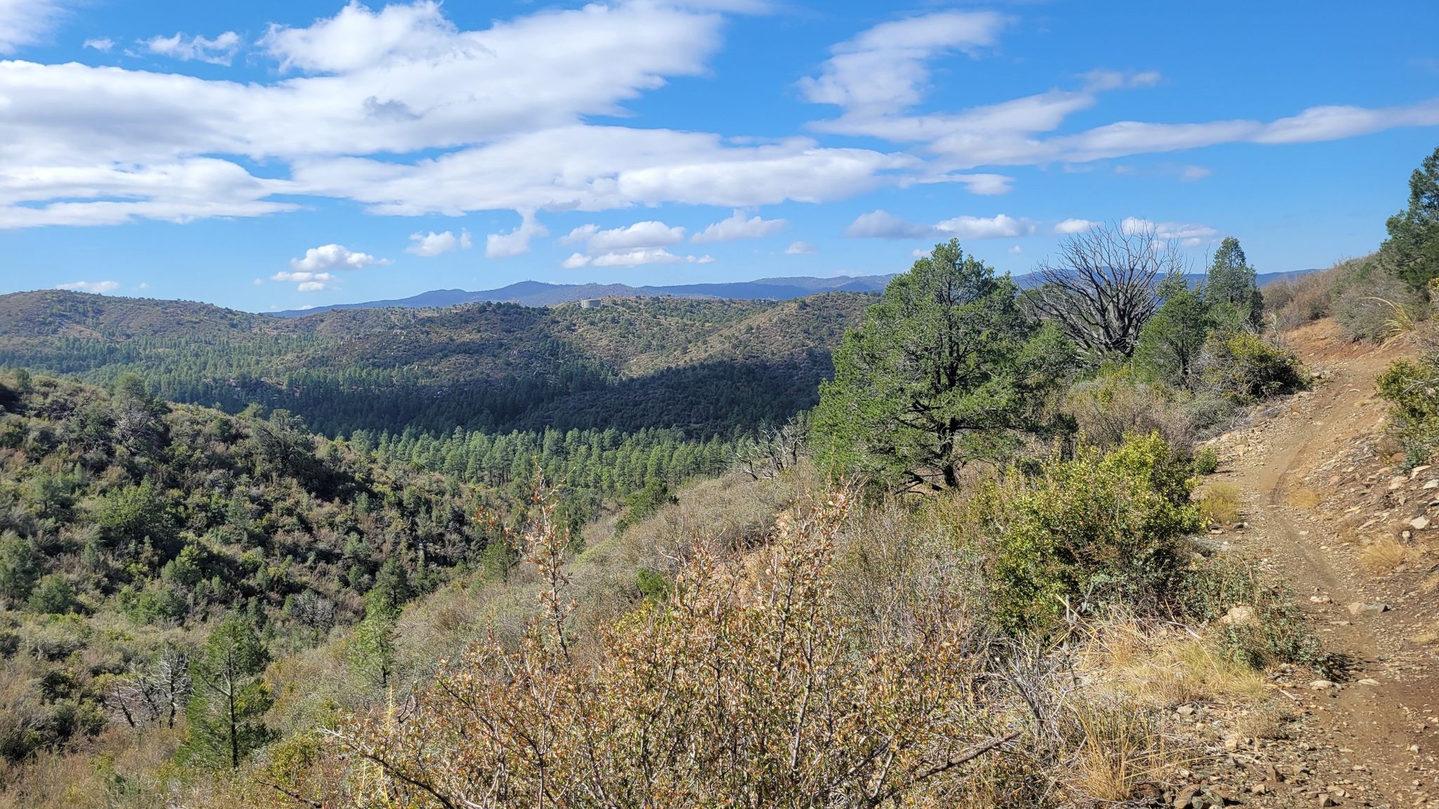 Vast forested valley under a bright blue sky with scattered clouds. - Prescott Circle and Badger Mountain Loop