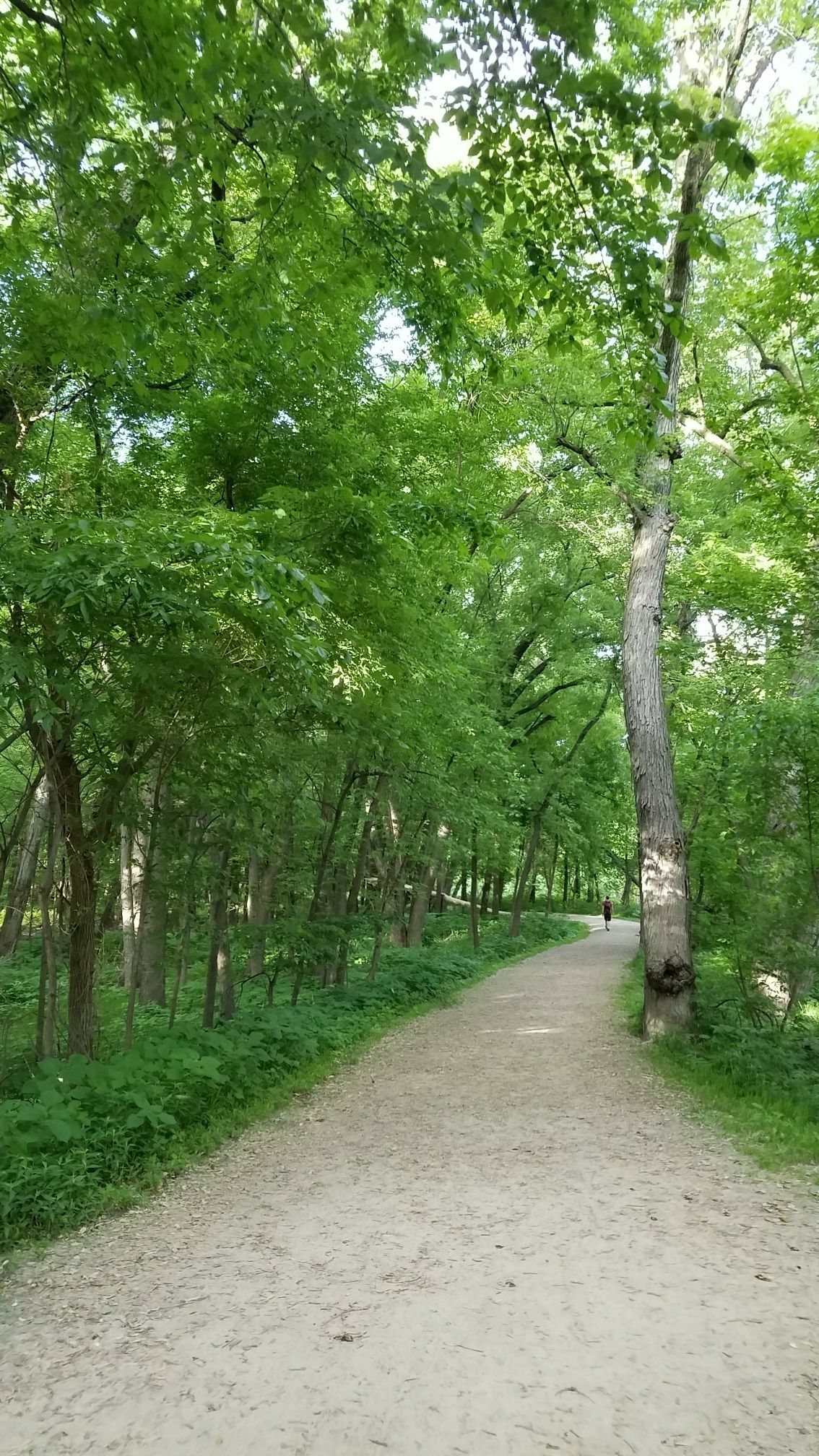 Dirt path winding through a dense green forest with tall trees. - Pike Island Loop