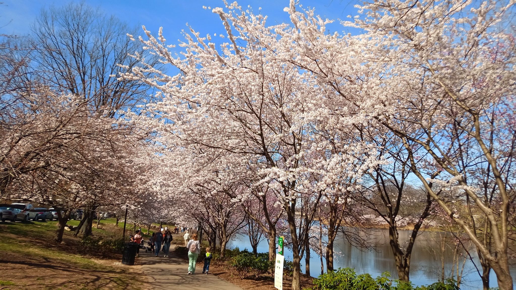 People walk along a path lined with beautiful blooming cherry trees. - Clark's Pond loop from Orange Street