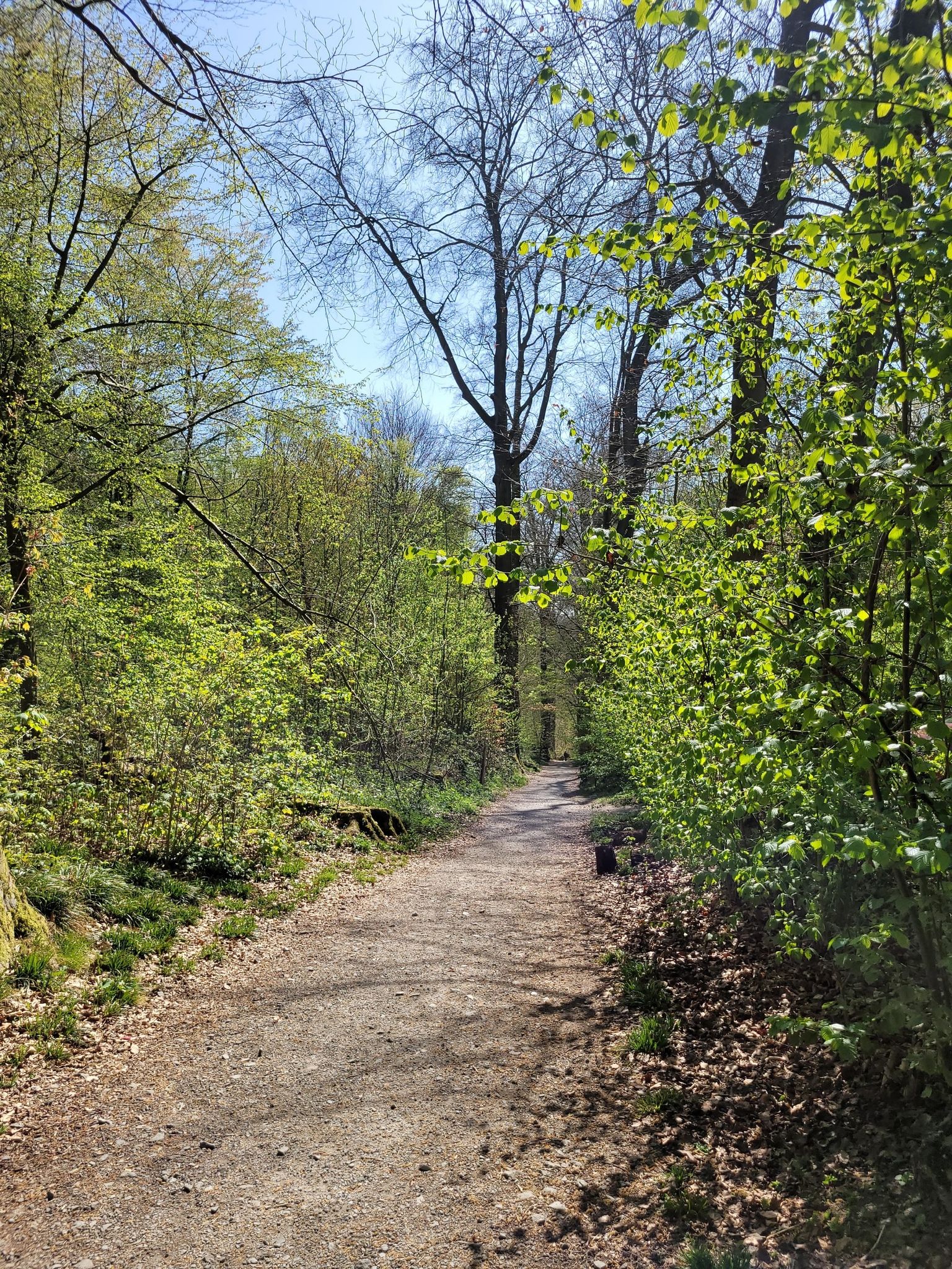 sentier forêt de Soignes