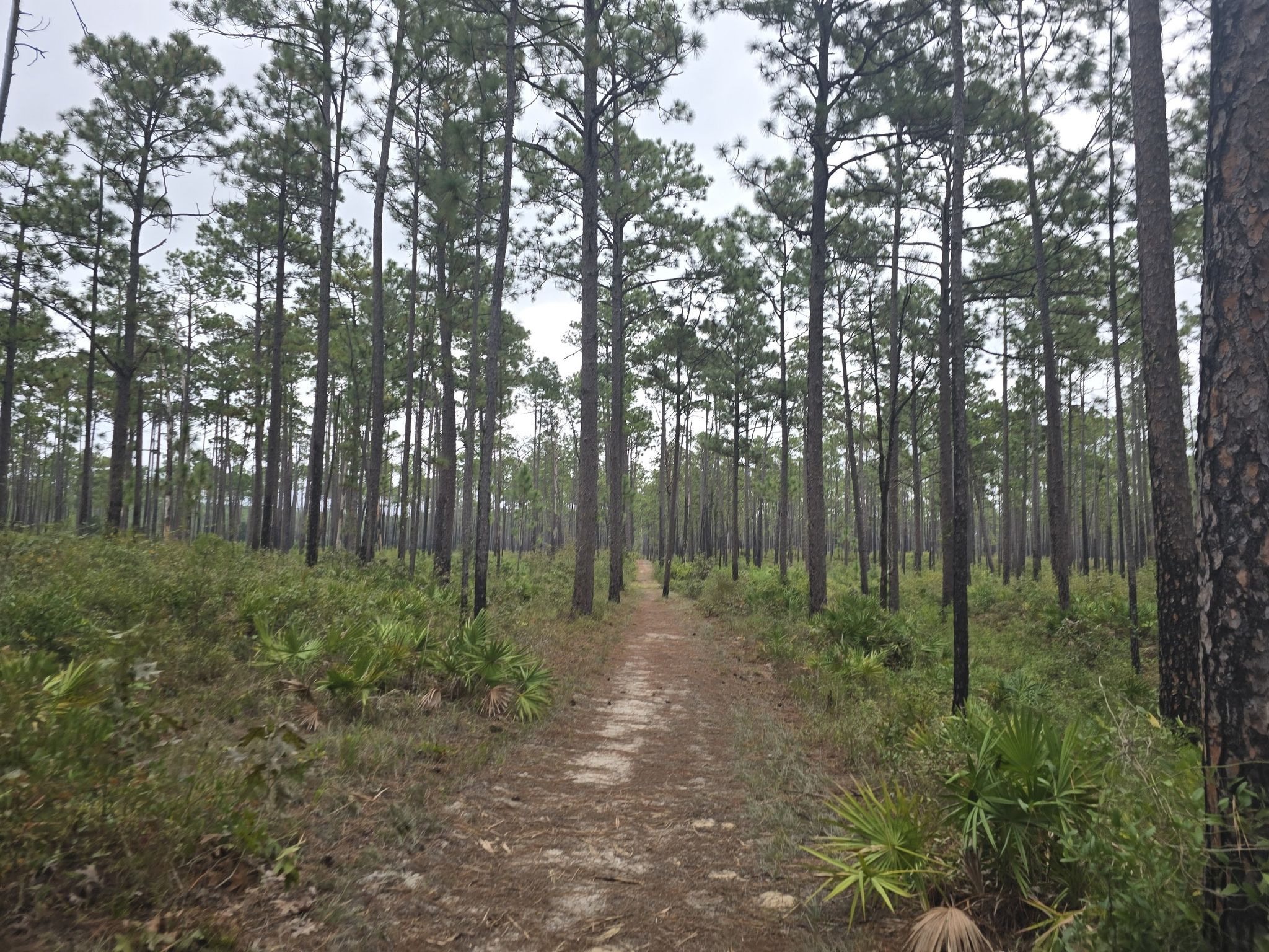 Pine Forest