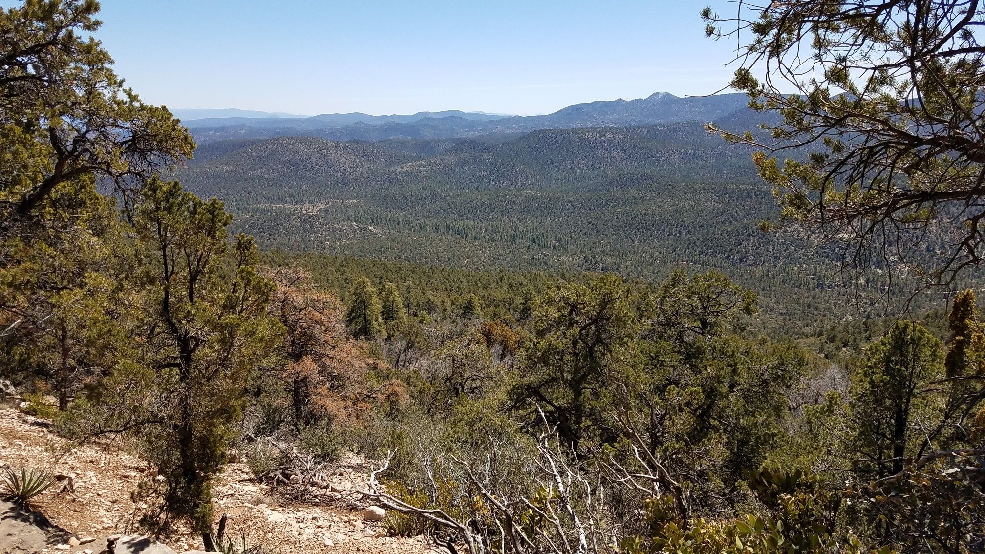 Wide view of a vast forested valley and distant mountains under clear sky. - Oaks and Willows and Bull Spring Trail Loop
