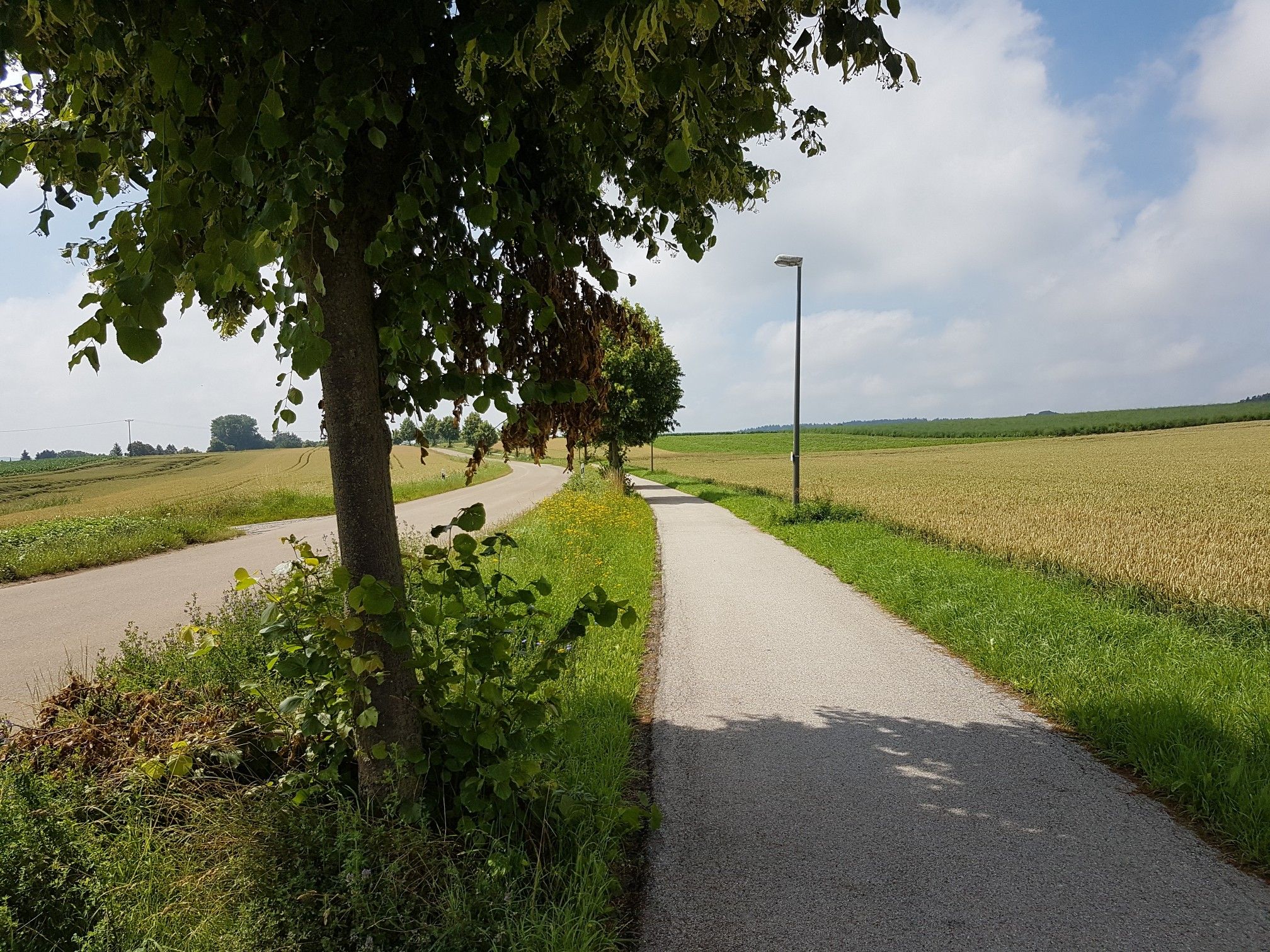 asphaltierter Radweg 