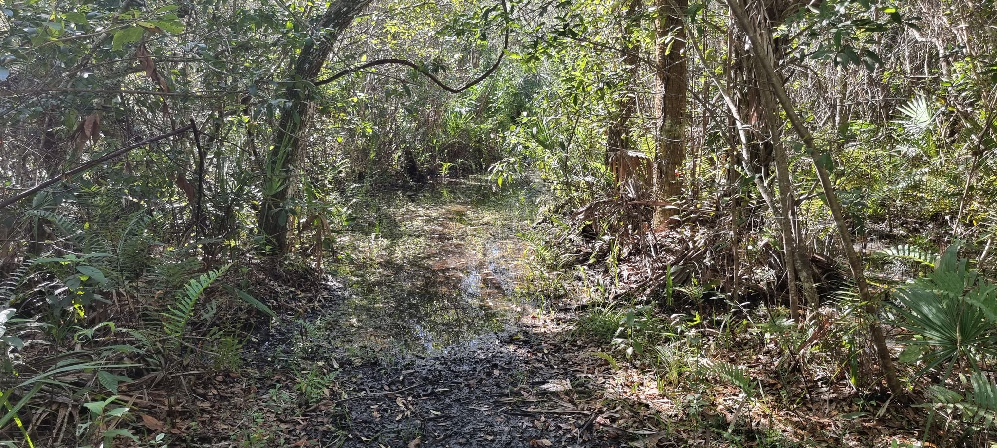 A waterlogged path through a lush, green forest with dappled sunlight. - Panther Trail