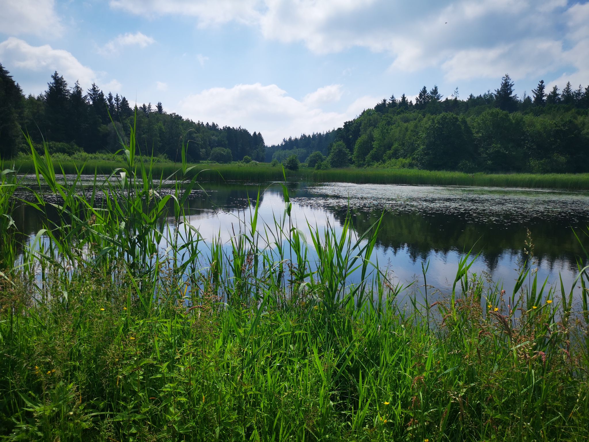 idyllische Fischteiche