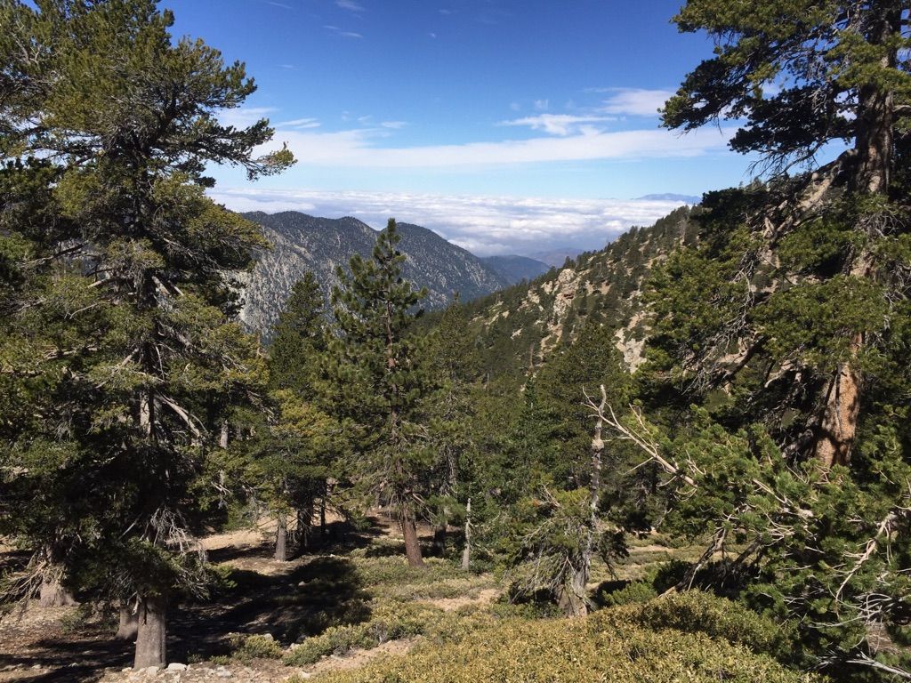 Pine trees frame a mountain valley with clouds below, bright daylight. - Momyer Creek and Falls Creek Loop
