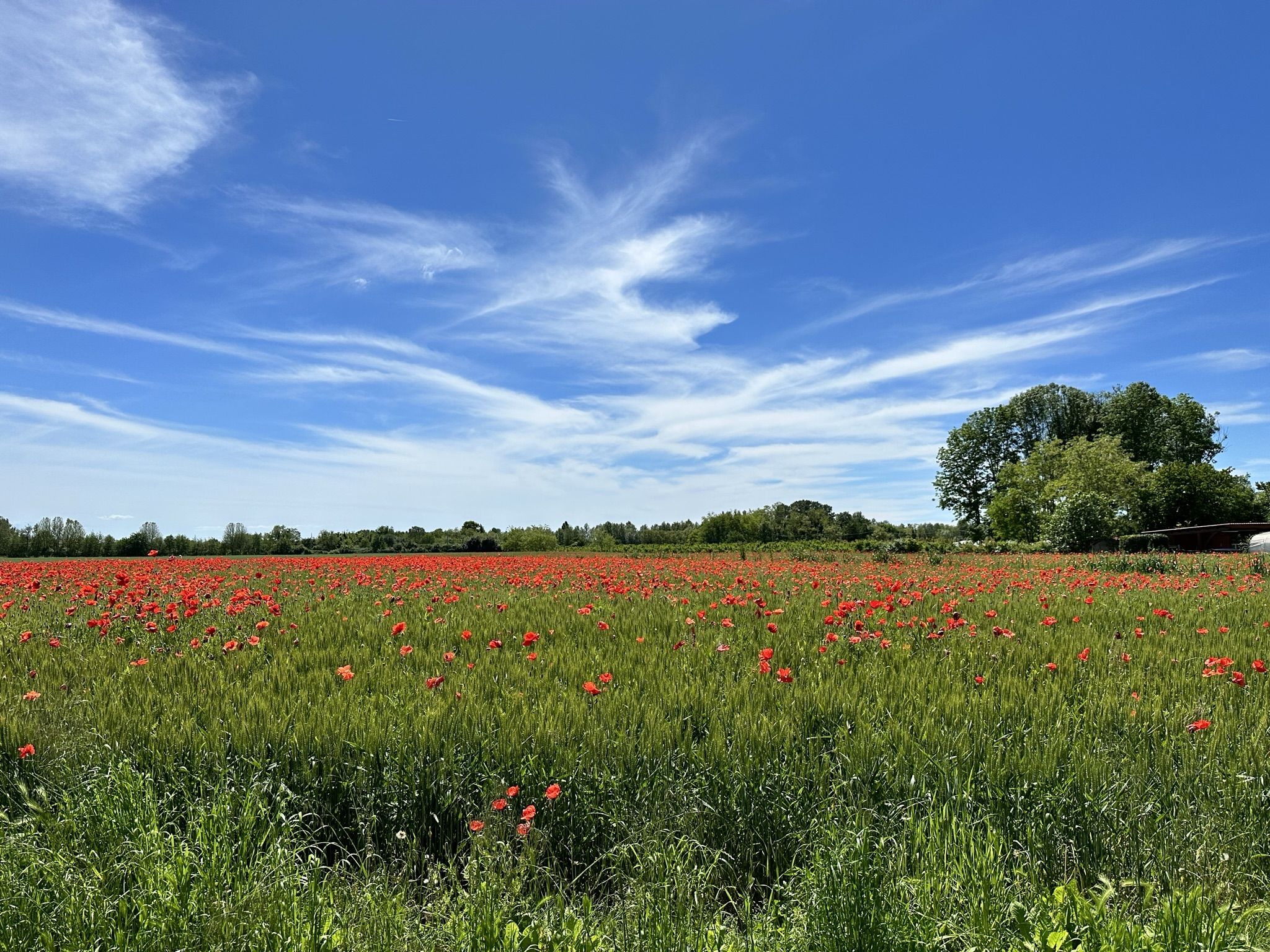 fields around Cervignano