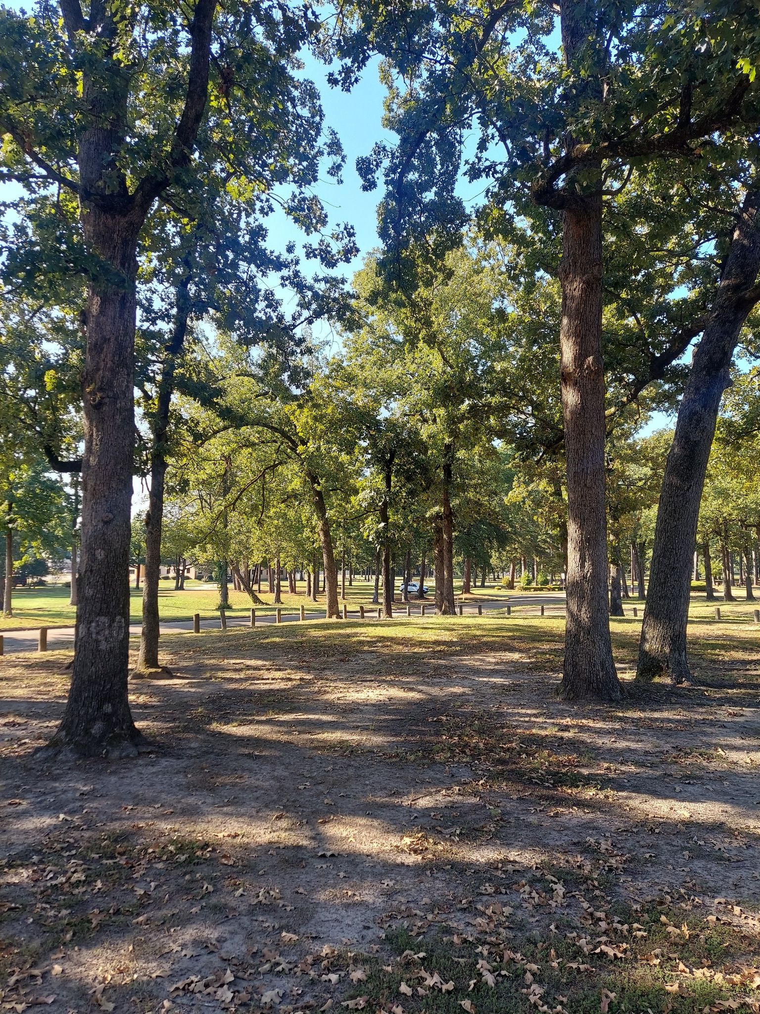 Sunny park with tall trees, dappled light on the ground, and distant benches. - Phillip McDougal Trail