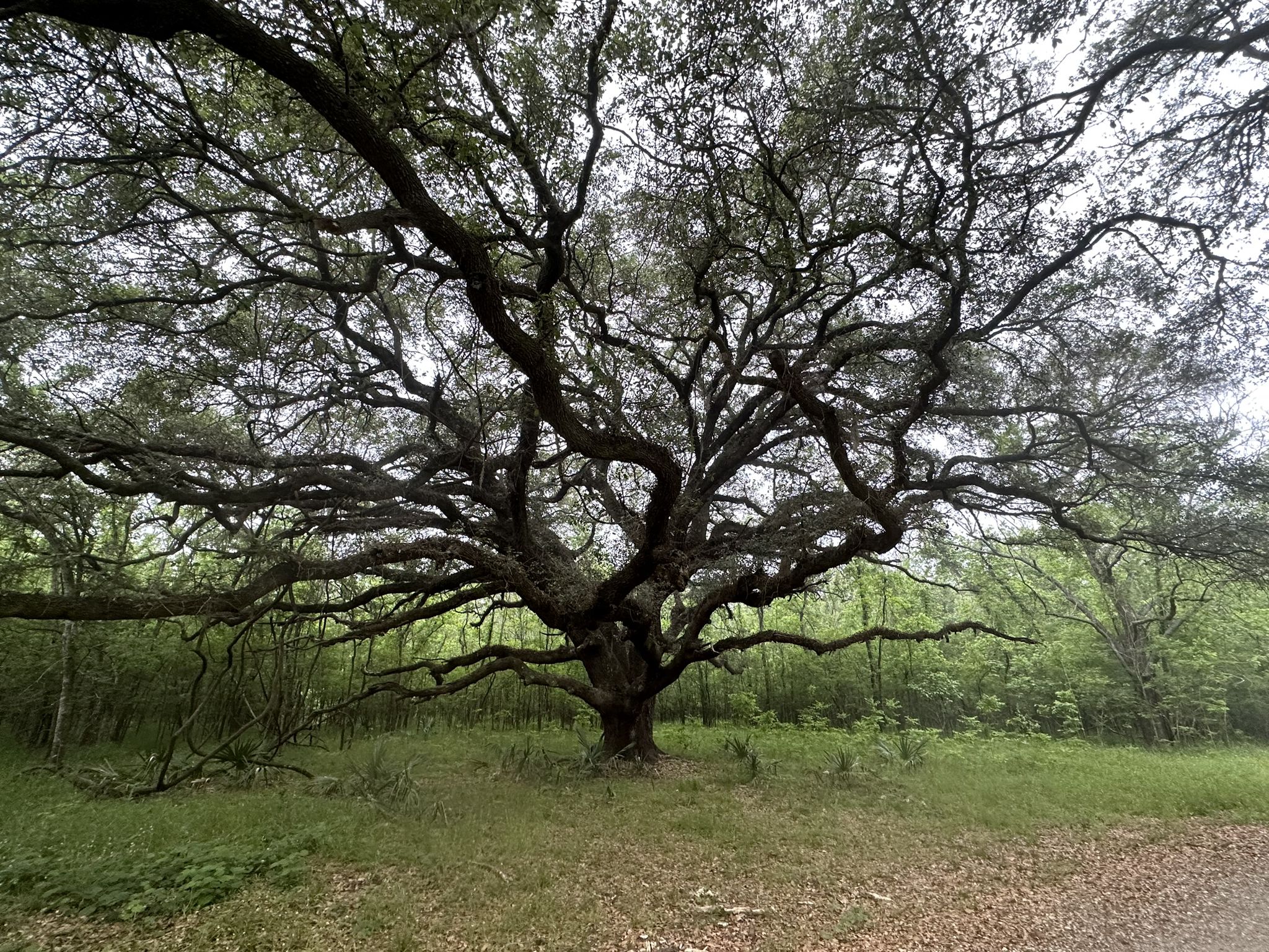 A massive, ancient tree with sprawling branches under an overcast sky. - Sawmill, Riverview, and Bayou Trail Loop
