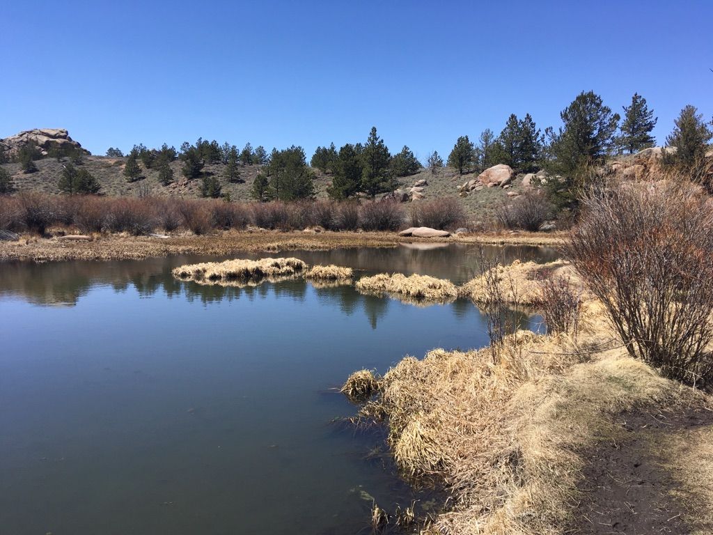 Calm water with grassy islands, surrounded by pine trees and rocky hills. - Turtle Rock Loop Trail