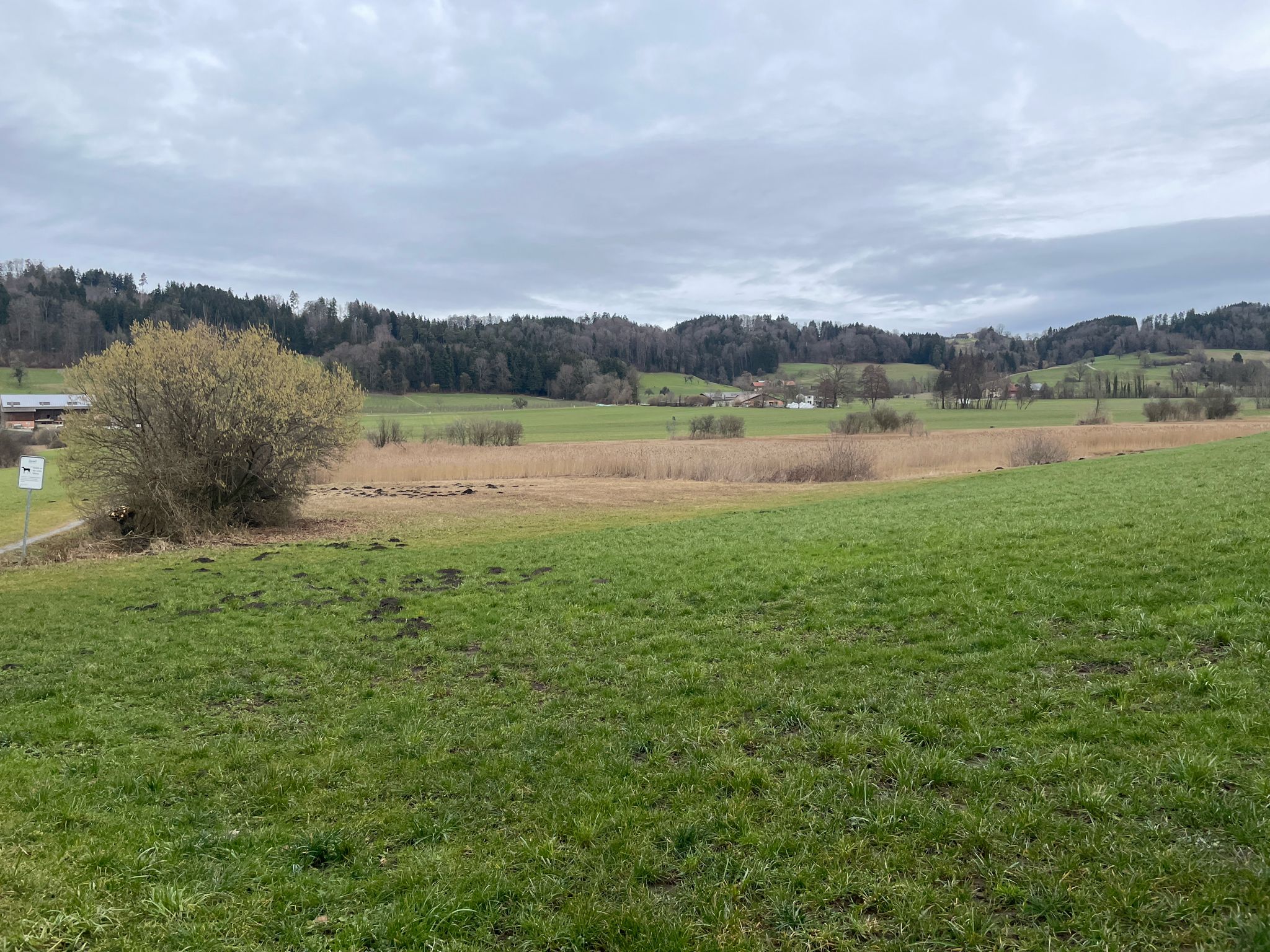 Blick ins Riet