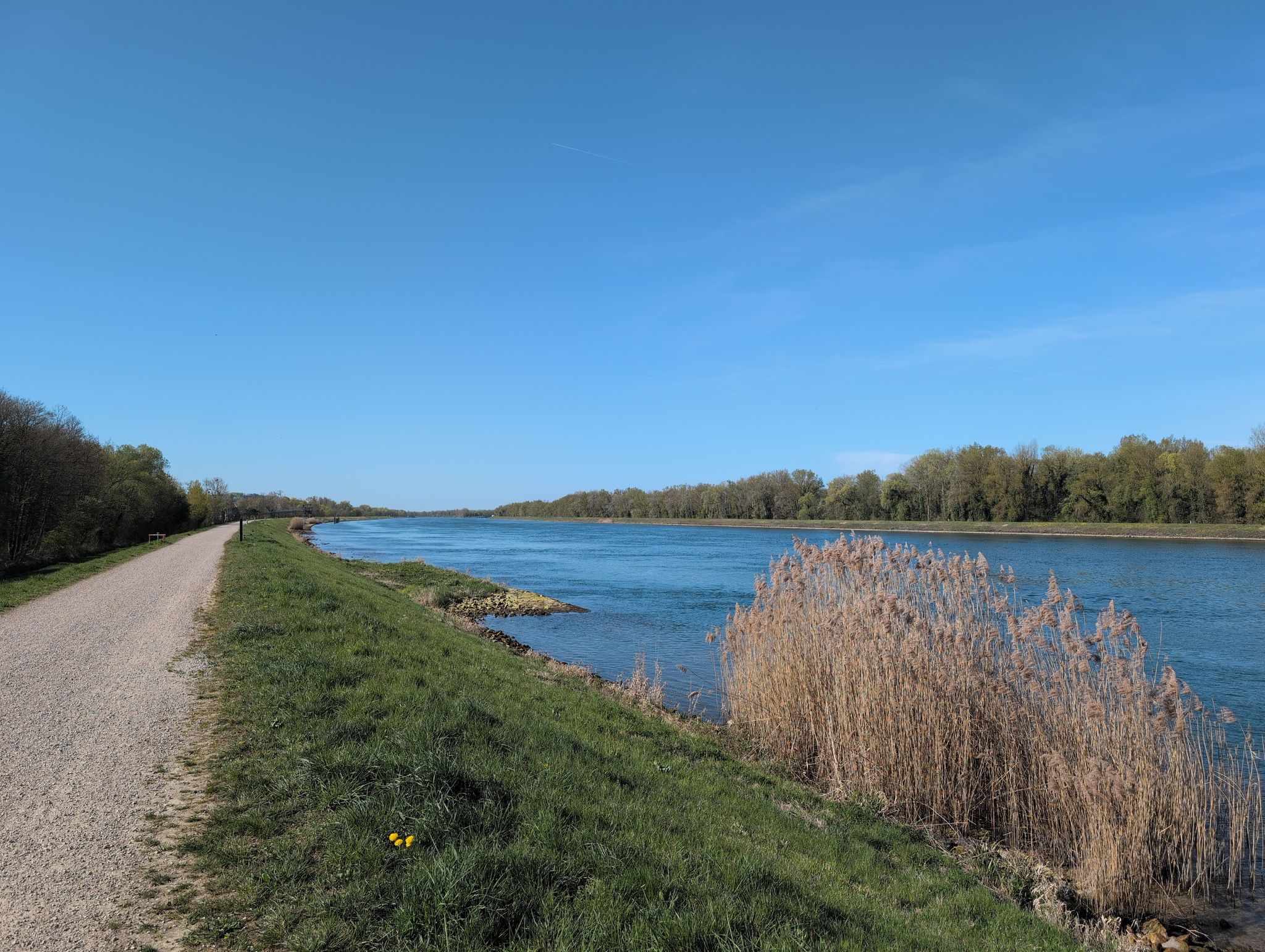 der Rhein 
