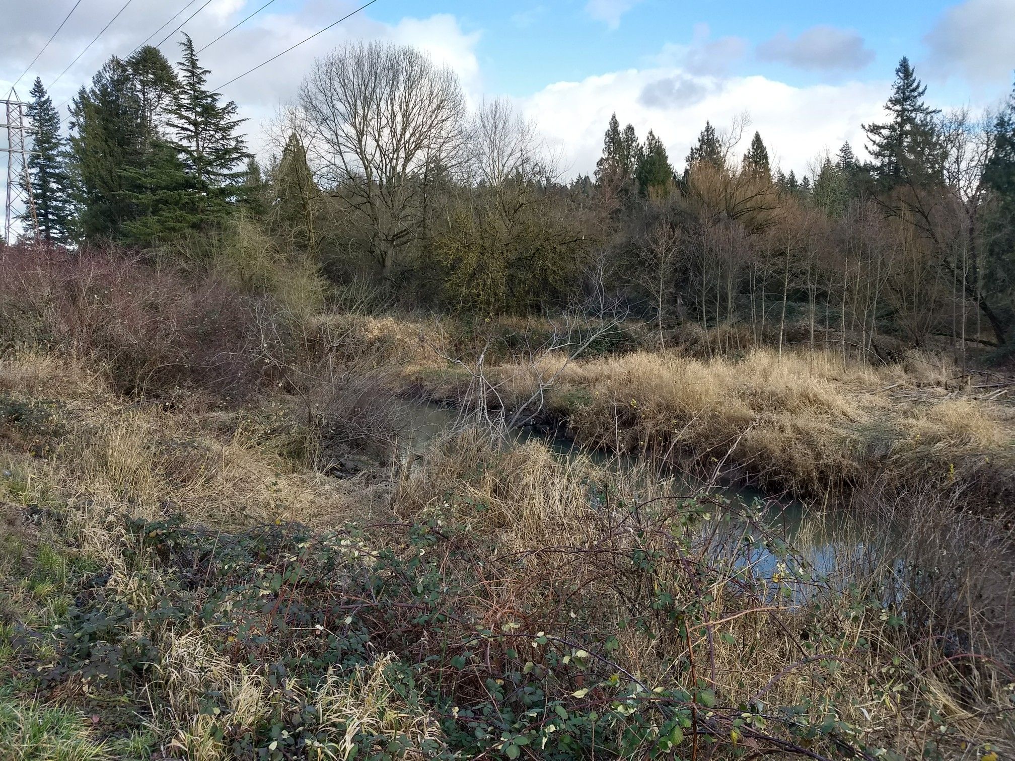 Small stream surrounded by dense brush and dry grass, forest beyond. - Gresham Woods Natural Area loop from Beggars-Tick Wildlife Refuge
