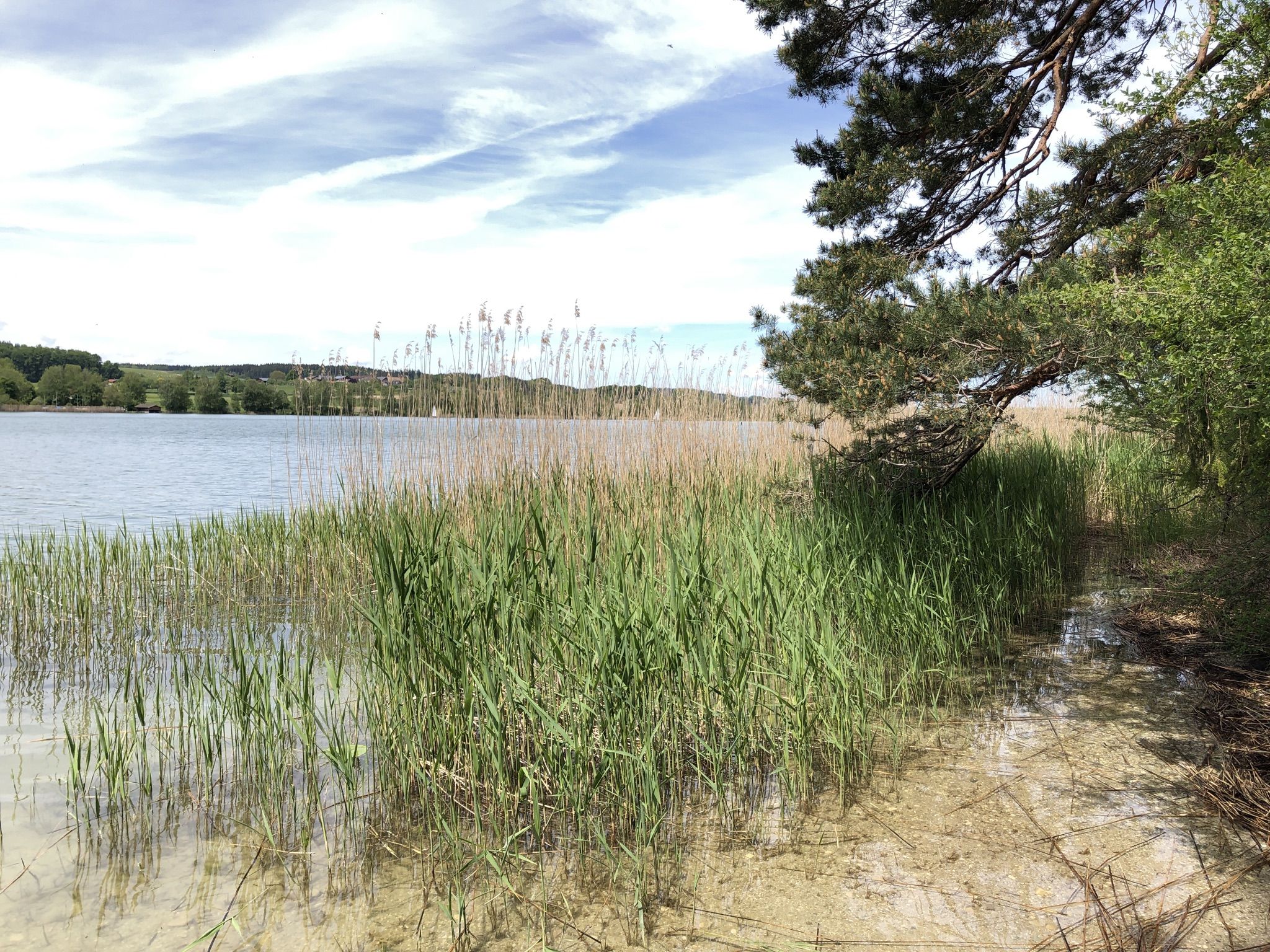 Blick über Tachinger See 