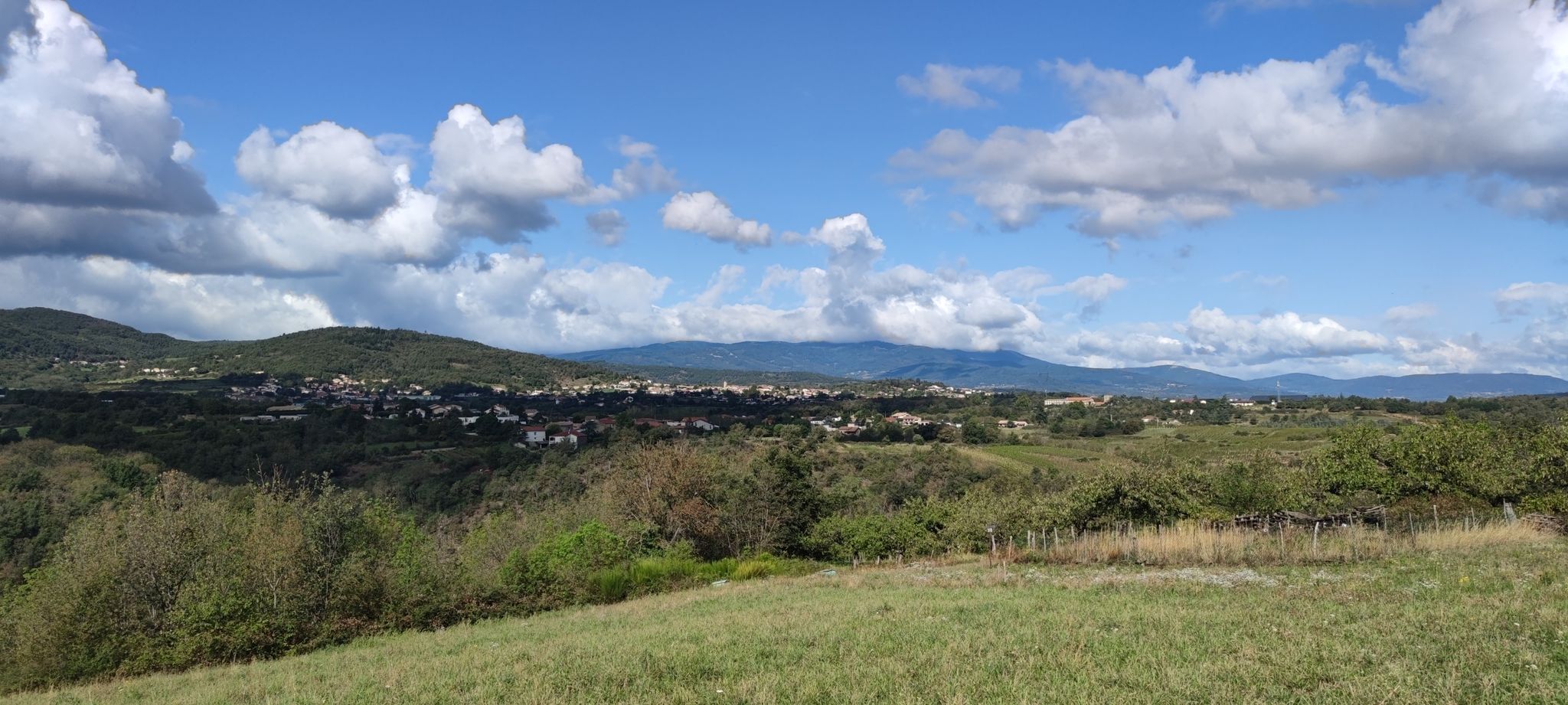 Féline