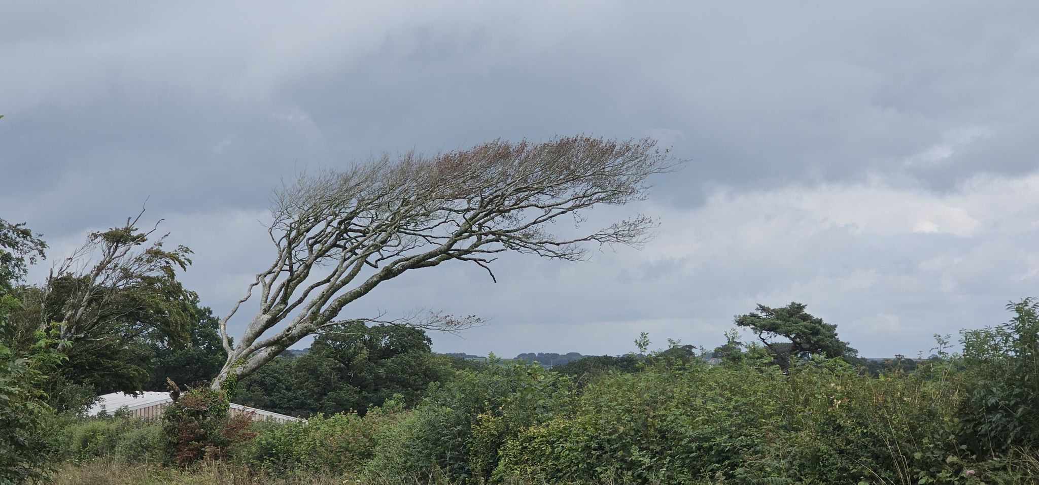 Bizarrer Baum