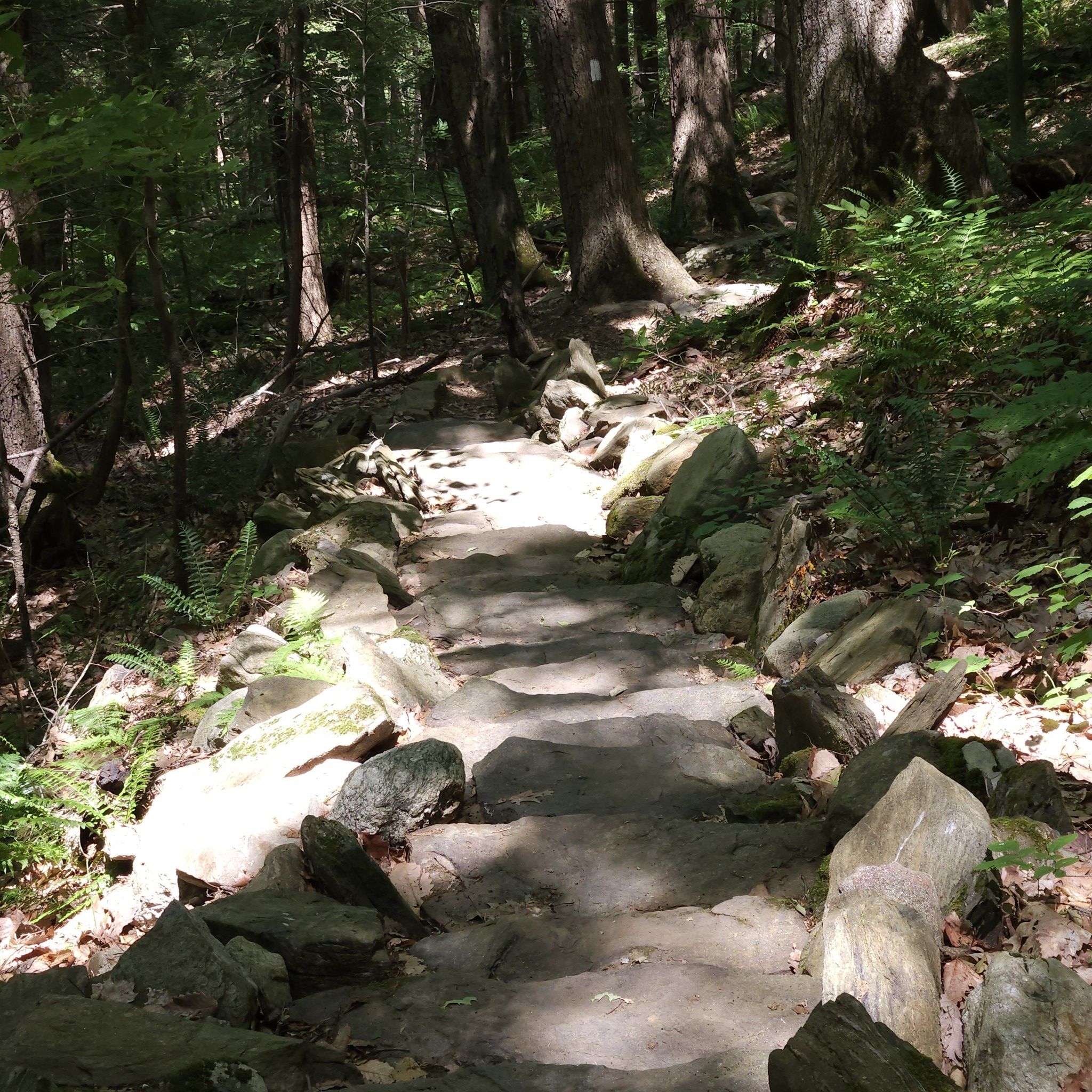 Stone steps winding up a sun-dappled path through a dense forest. - Gardner Hill – Tenmile Hill loop from Pawling Nature Reserve