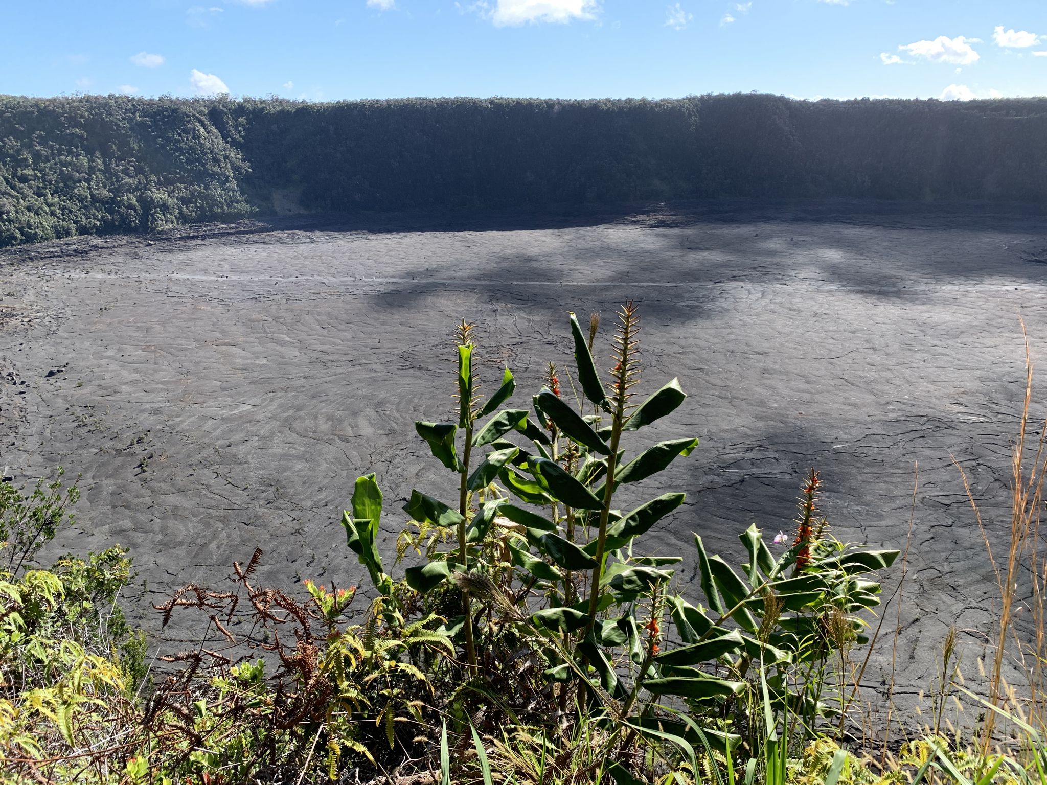 Green plants in the foreground overlooking a vast, dark volcanic plain. - Kīlauea Iki West Overlook – Kīlauea Overlook loop from Mauna Loa Estates