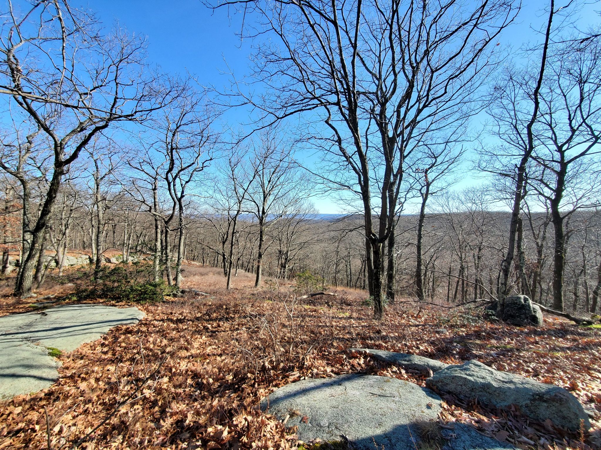 Bare trees on a rocky, leaf-covered hillside under a clear blue sky. - Jackie Jones Mountain Loop