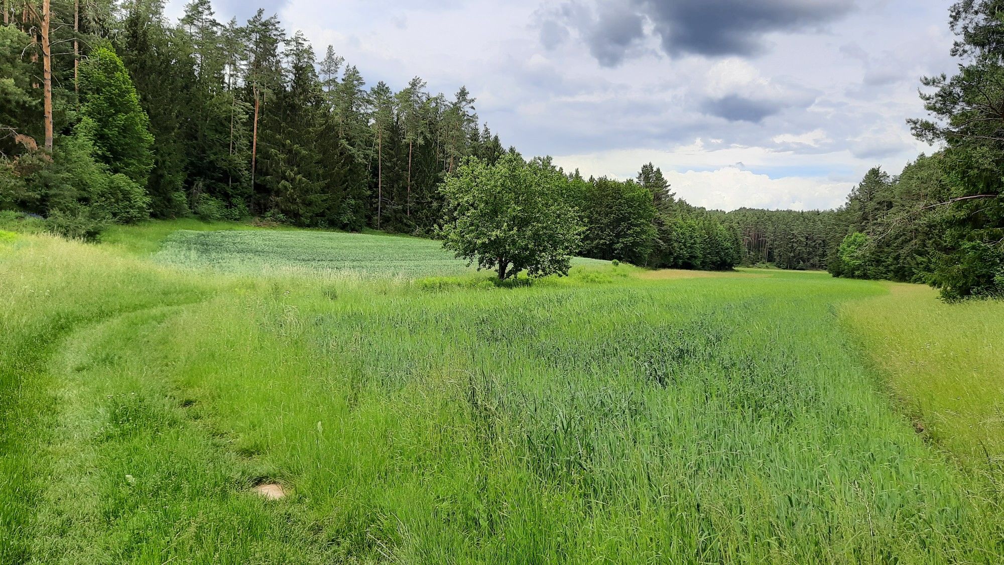 Wald&Wiese