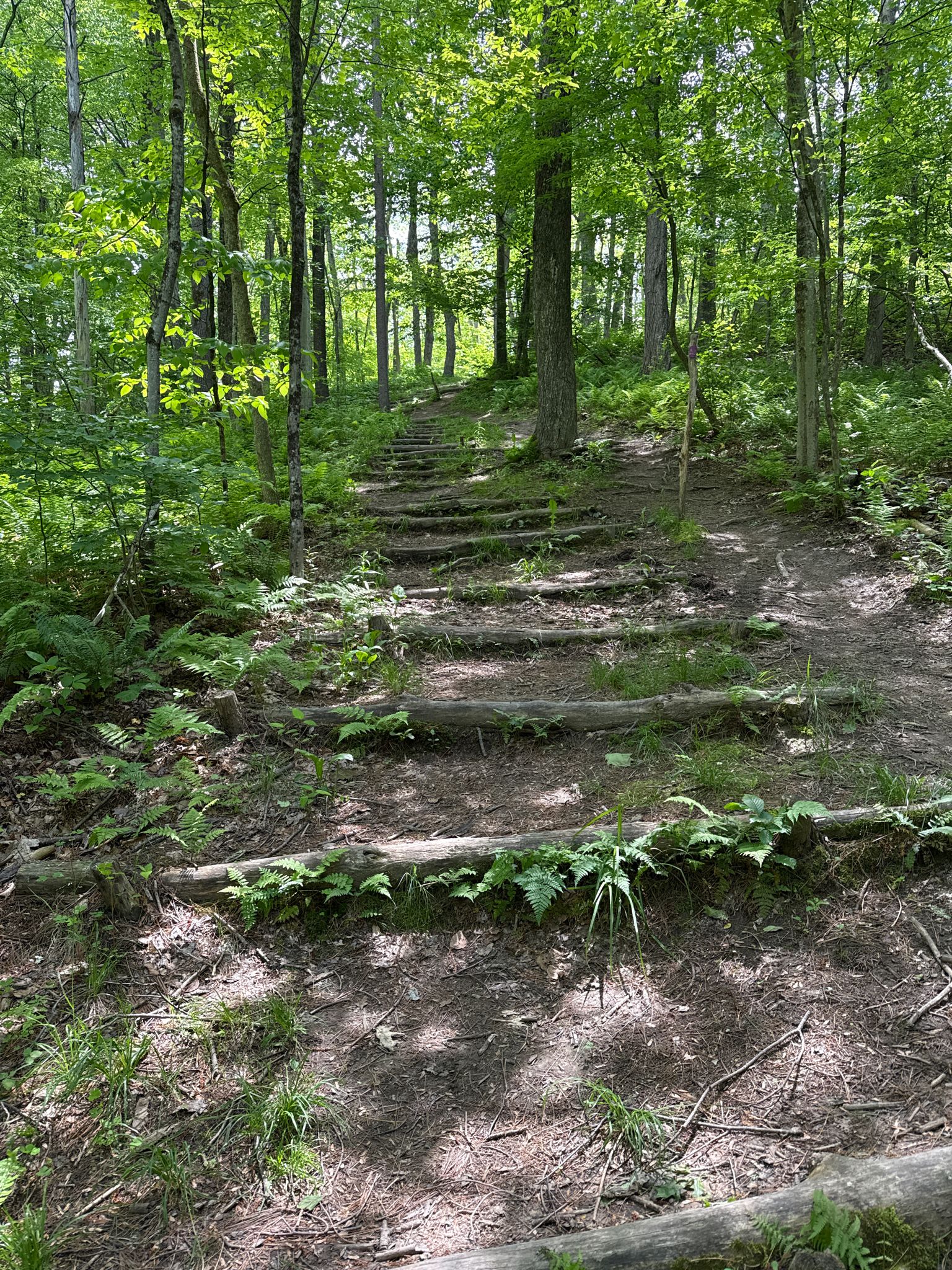 Wooden steps ascend a winding dirt path through a sunlit, green forest. - Madison Avenue Pinelands Purple Trail
