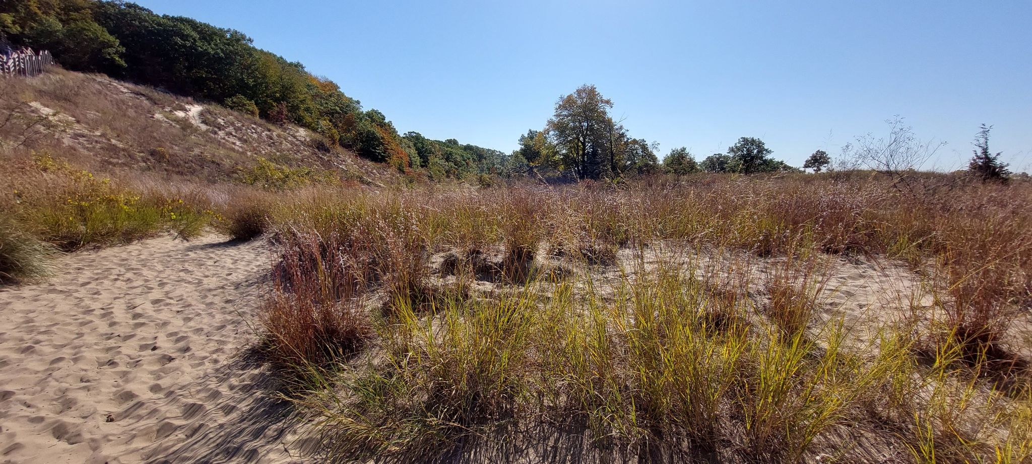 Sandy path through tall golden grasses with a forested hill under clear sky. - Long Lake Trail – West Beach Trails loop from Indiana Dunes National Park