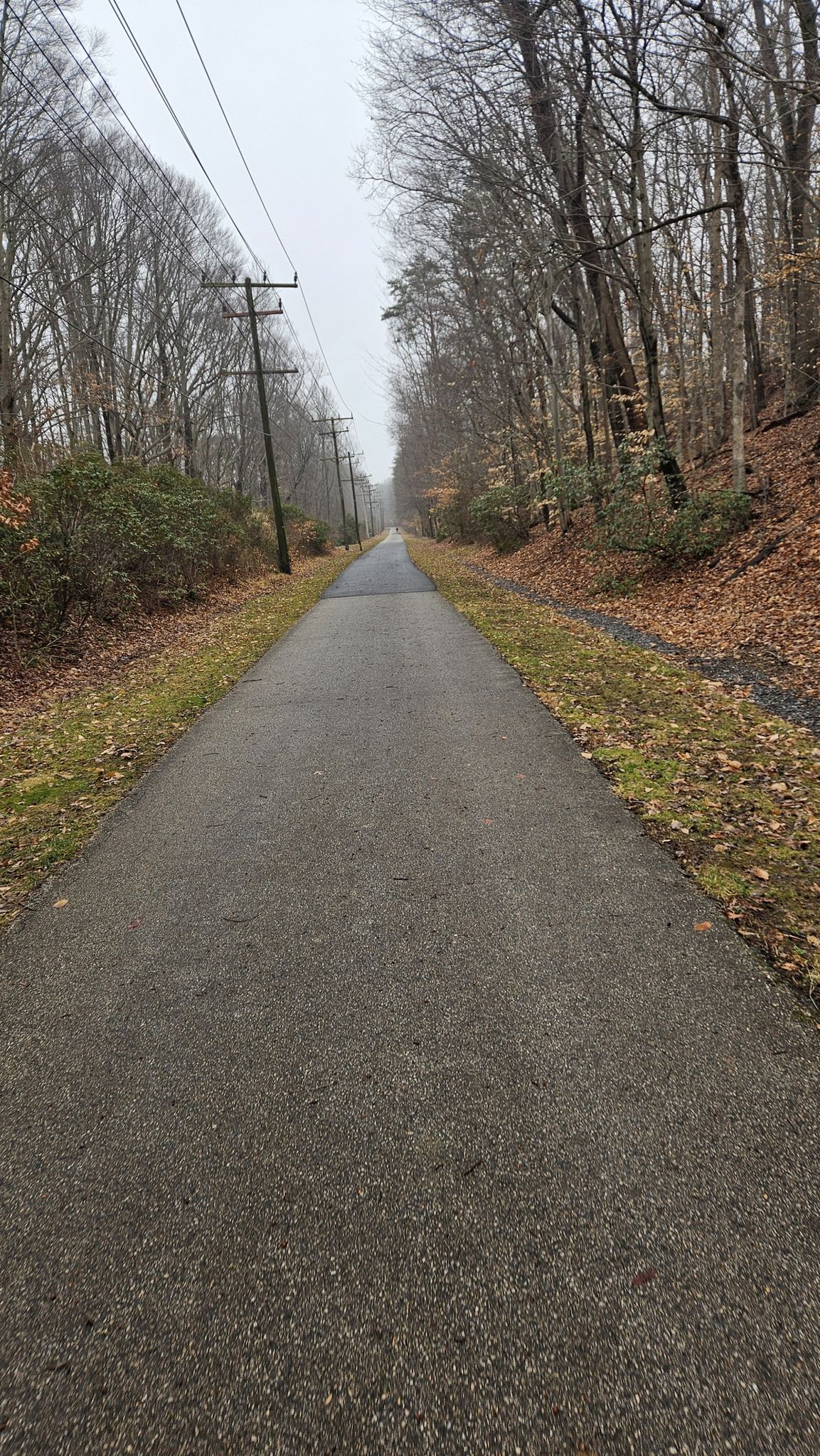 Paved path lined with bare trees and power lines under an overcast sky. - WB&A and East Coast Greenway Loop from Odenton