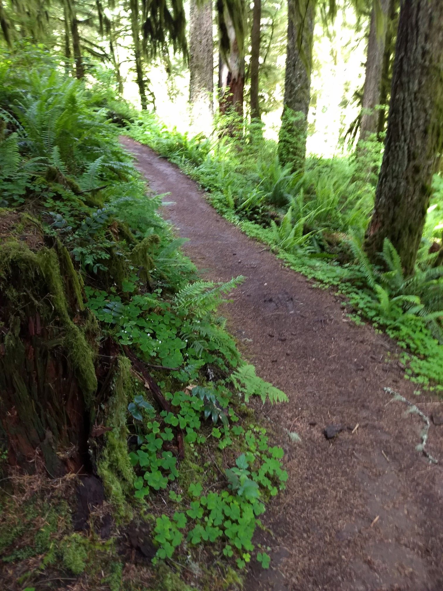 Dirt path winds through a sunlit, fern-covered forest with large trees. - Butte Creek Falls Trail