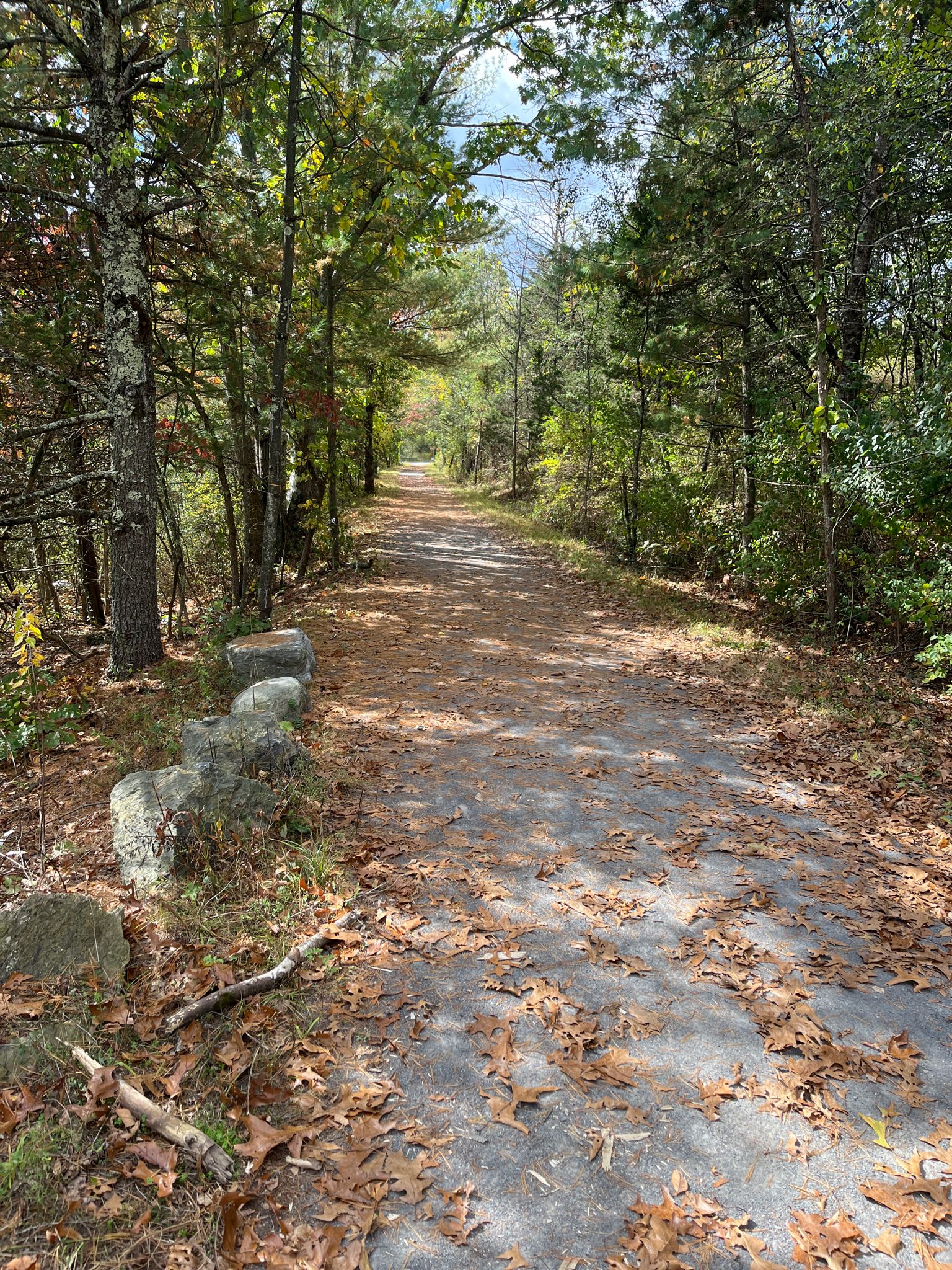 A dirt path covered in autumn leaves, winding through a dense forest. - Wallkill Valley Rail Trail loop from Kingston