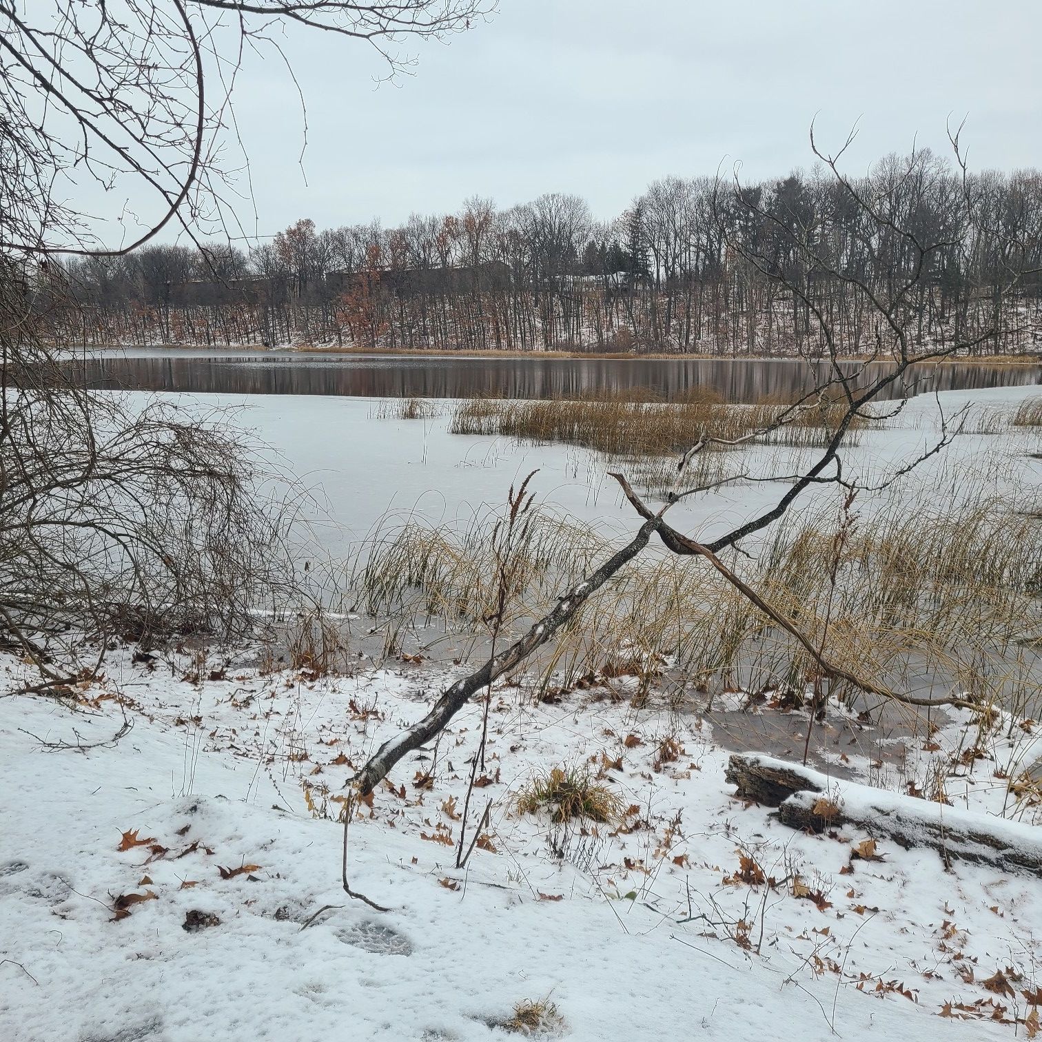 Snowy ground and bare branches beside a partially frozen lake with tall reeds. - Asylum Lake Loop
