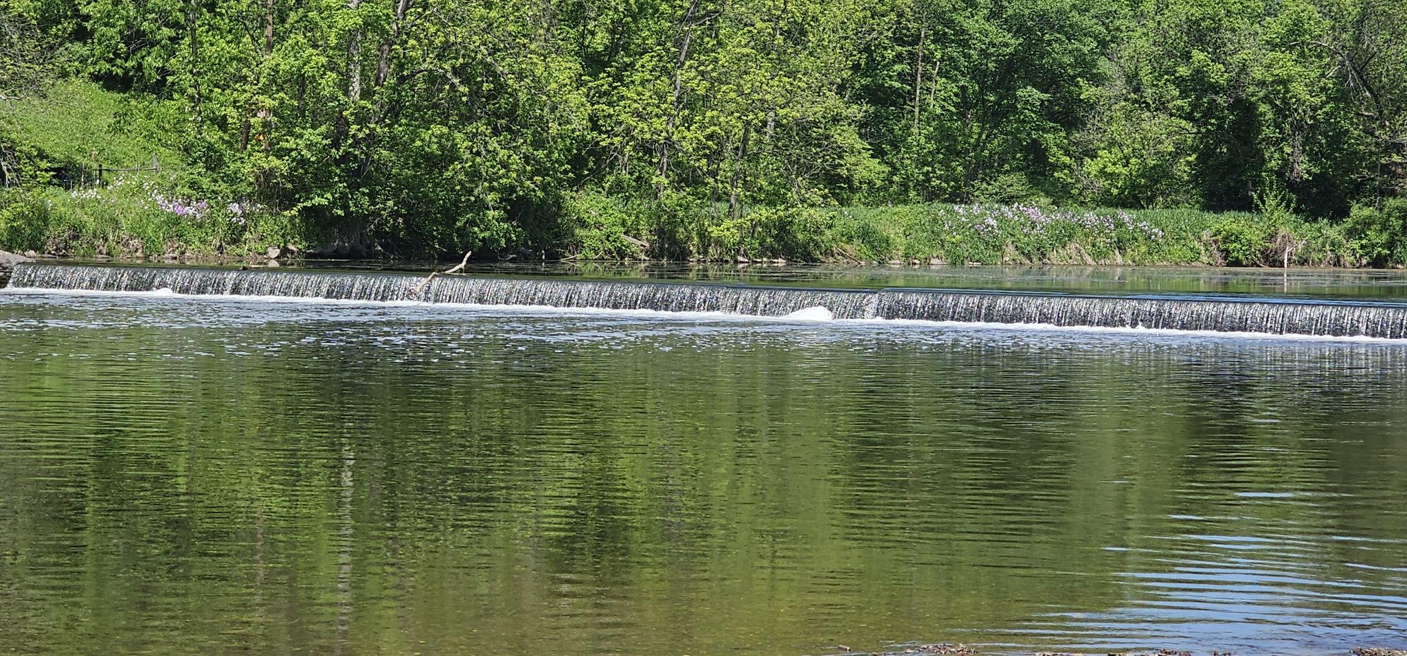 Sunny river with a small waterfall and green trees reflecting in water. - Neshaminny Creek Crossing loop from Newtown Township