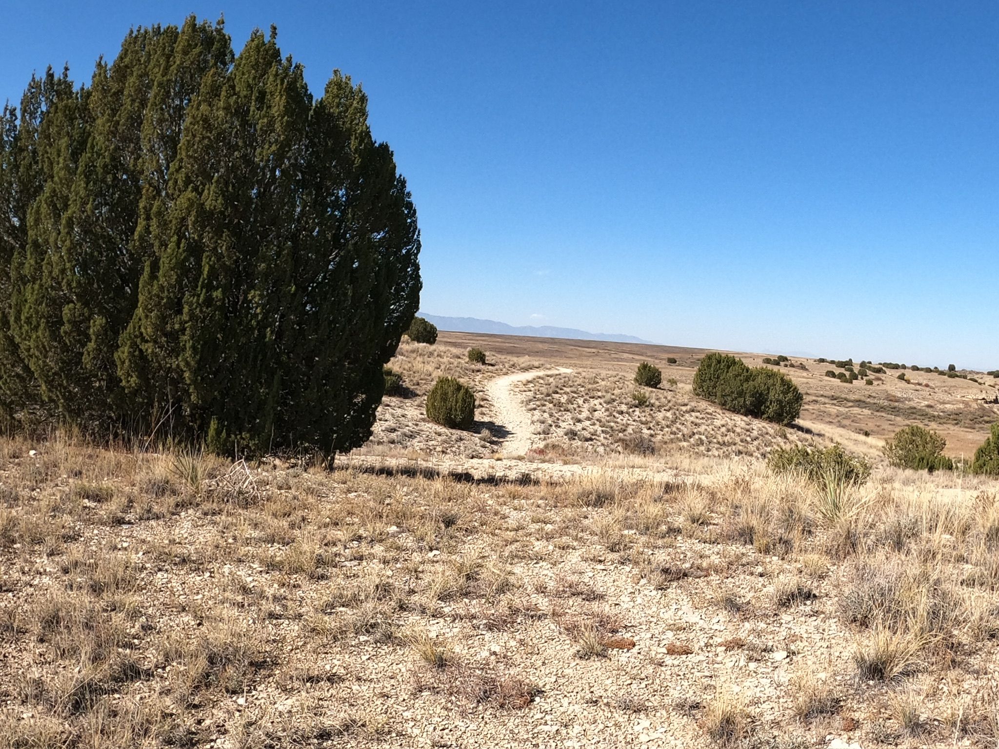Dirt path through dry, grassy hills with large juniper trees under blue sky. - South Shore Trail Network – South Shore Trailhead loop from Arkansas Point Campground