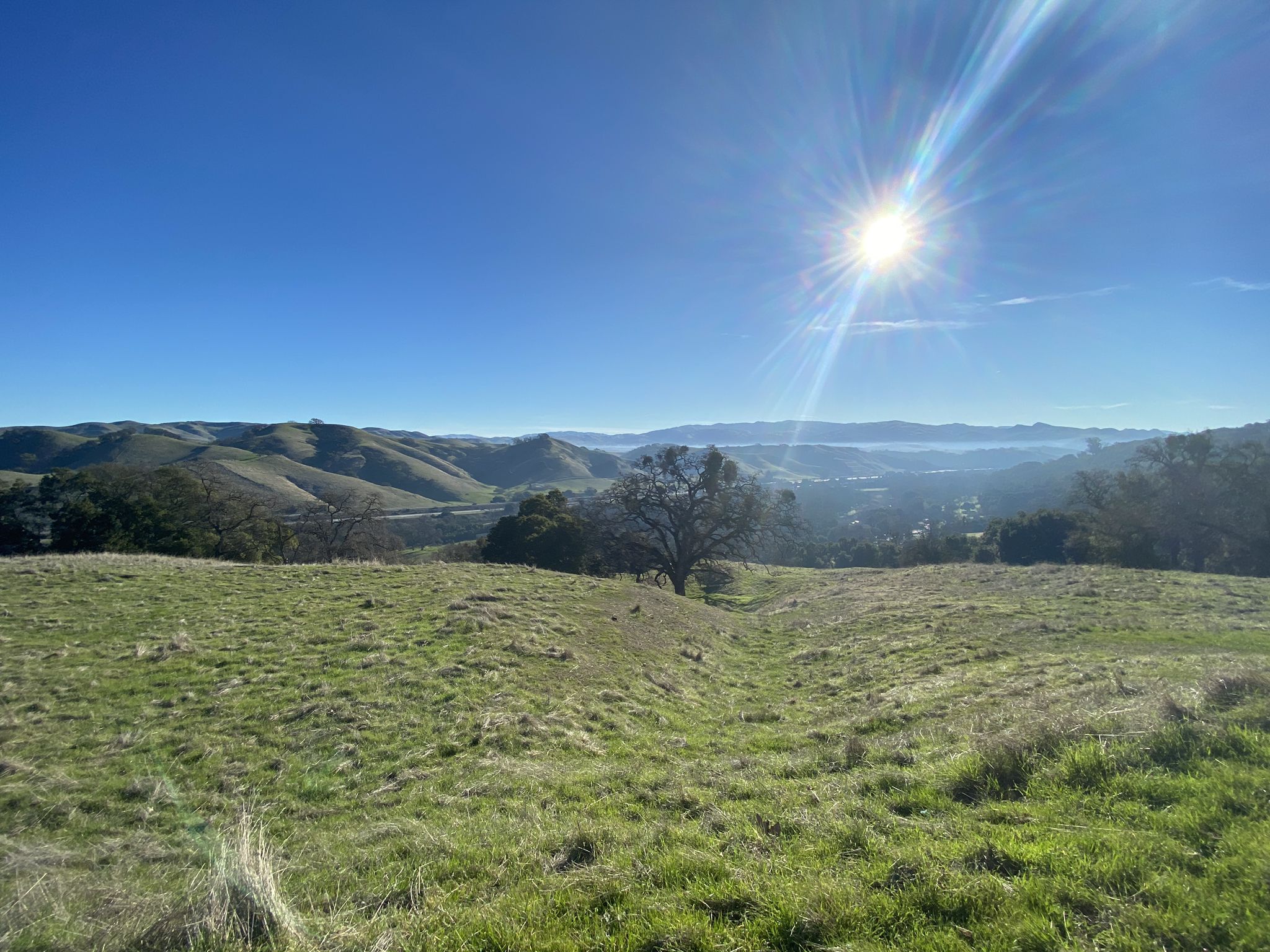 Sunny green grassy field with rolling hills and a bright sunburst in the sky. - Pleasanton Ridge Regional Park loop from Alameda County