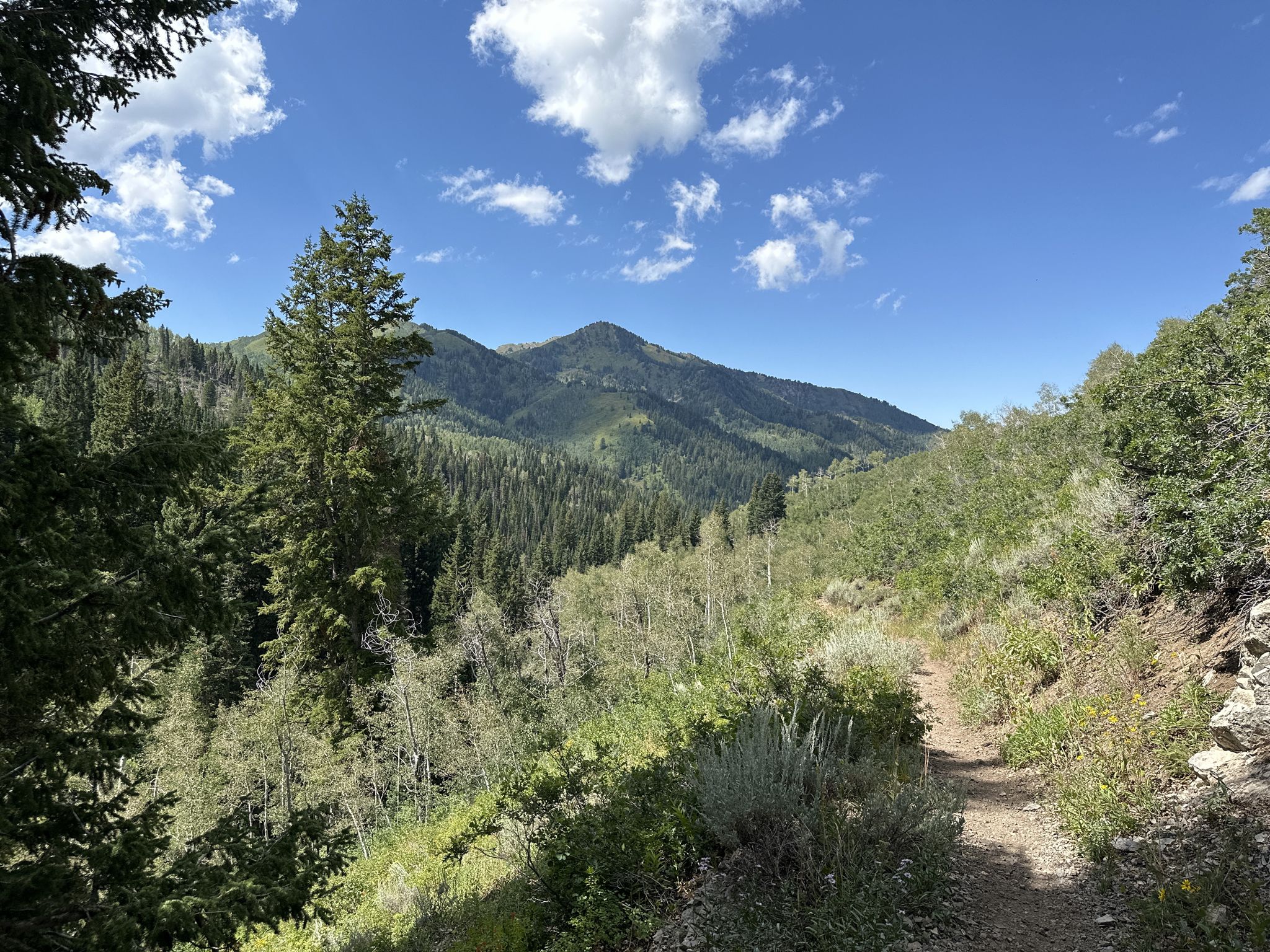 Dirt path winding through green mountains and dense forest on a sunny day. - Desolation Lake and Dog Lake Loop