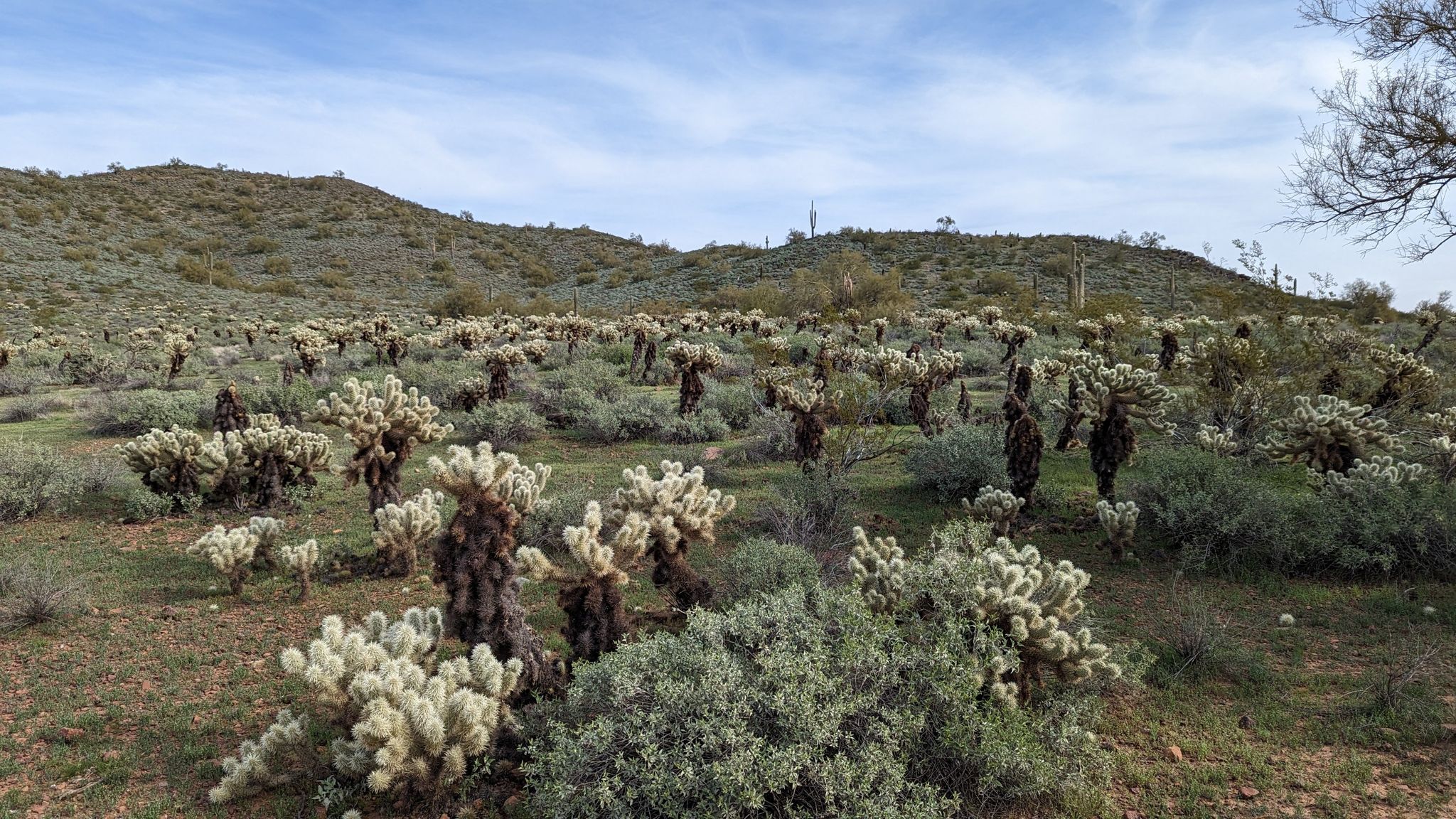 Expansive field of cholla cacti and green bushes on rolling desert hills. - Apache Wash Loop