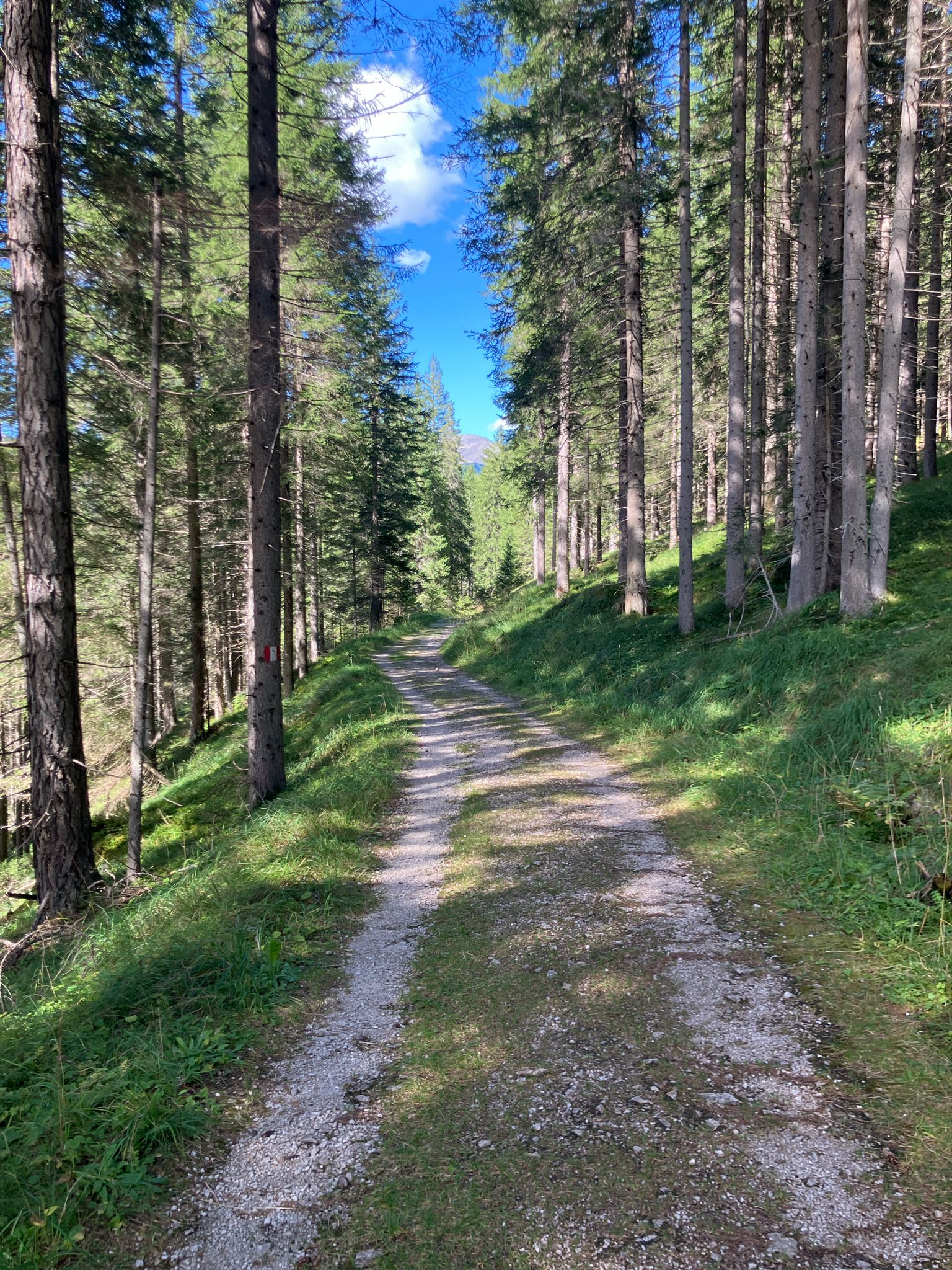angenehmer Waldweg
