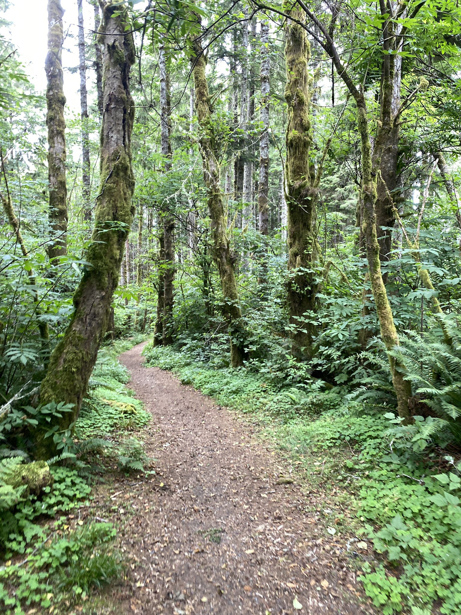 A winding dirt path through a bright, lush green forest with mossy trees. - Kwis Kwis and Fort to Sea Trail Loop