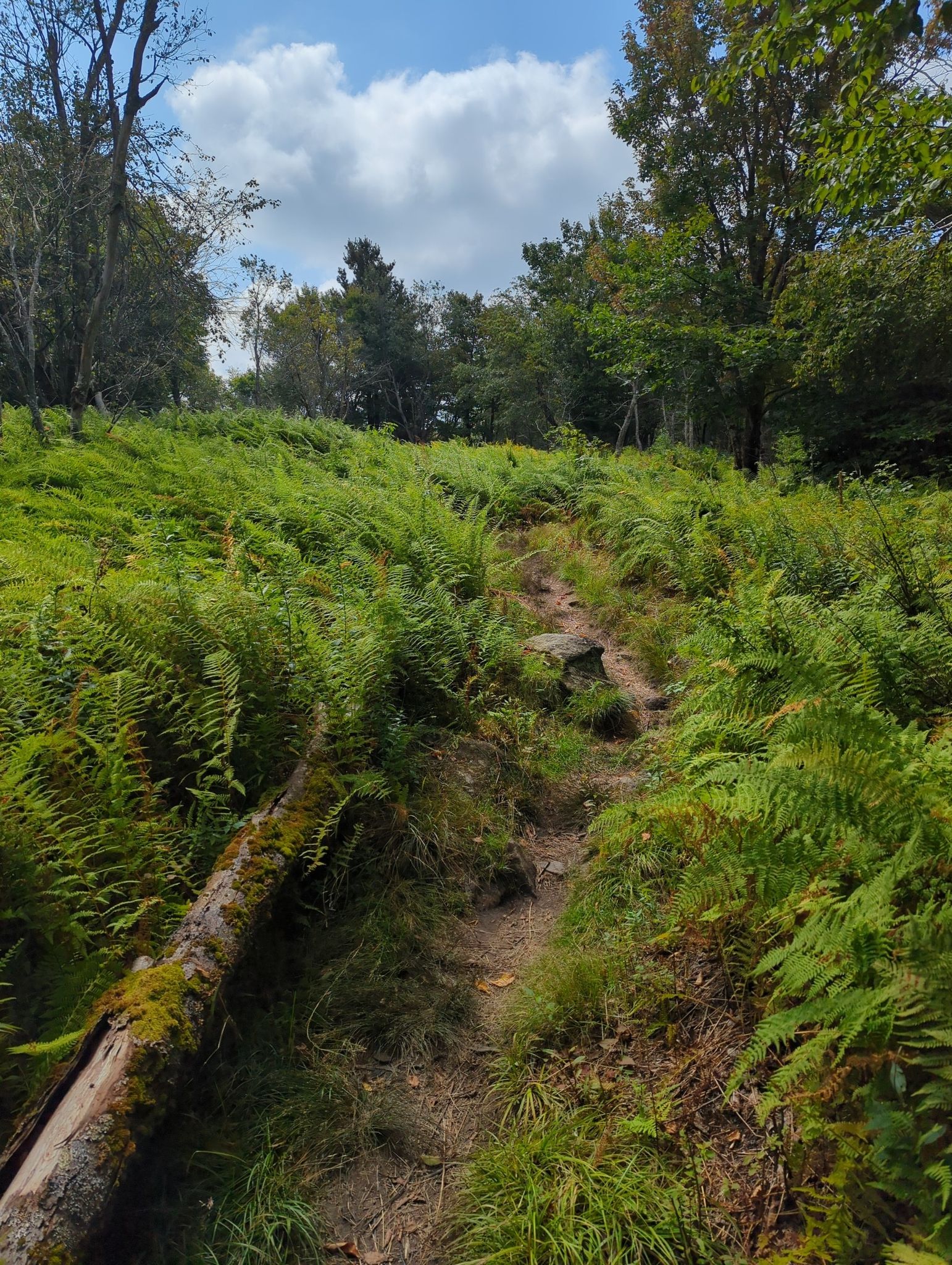 Uphill dirt path winding through dense green ferns under a partly cloudy sky. - Harmon Hill and Scrub Hill