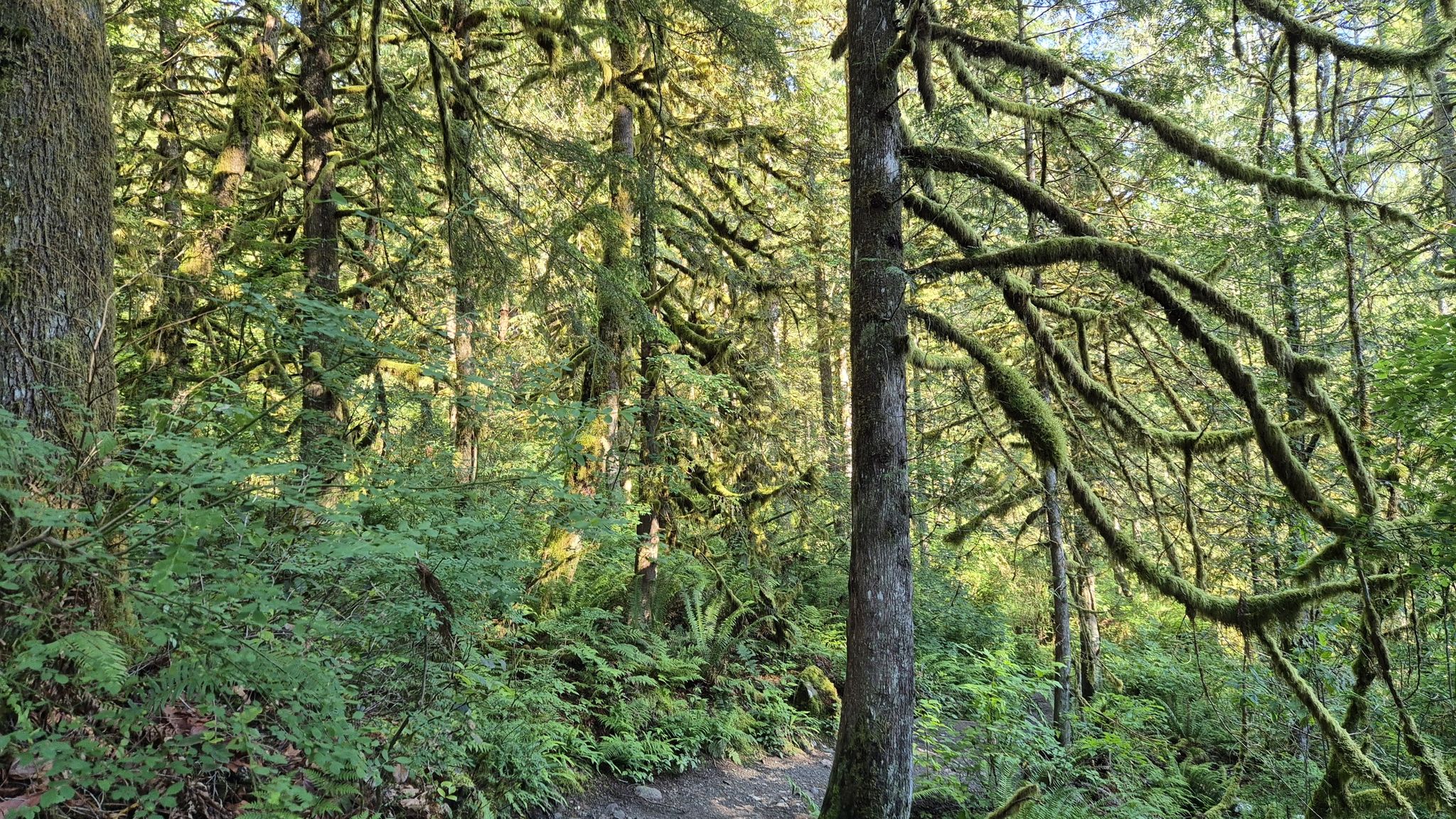 Dappled sunlight illuminates a mossy forest with dense undergrowth and a path. - Railroad Grade Trail