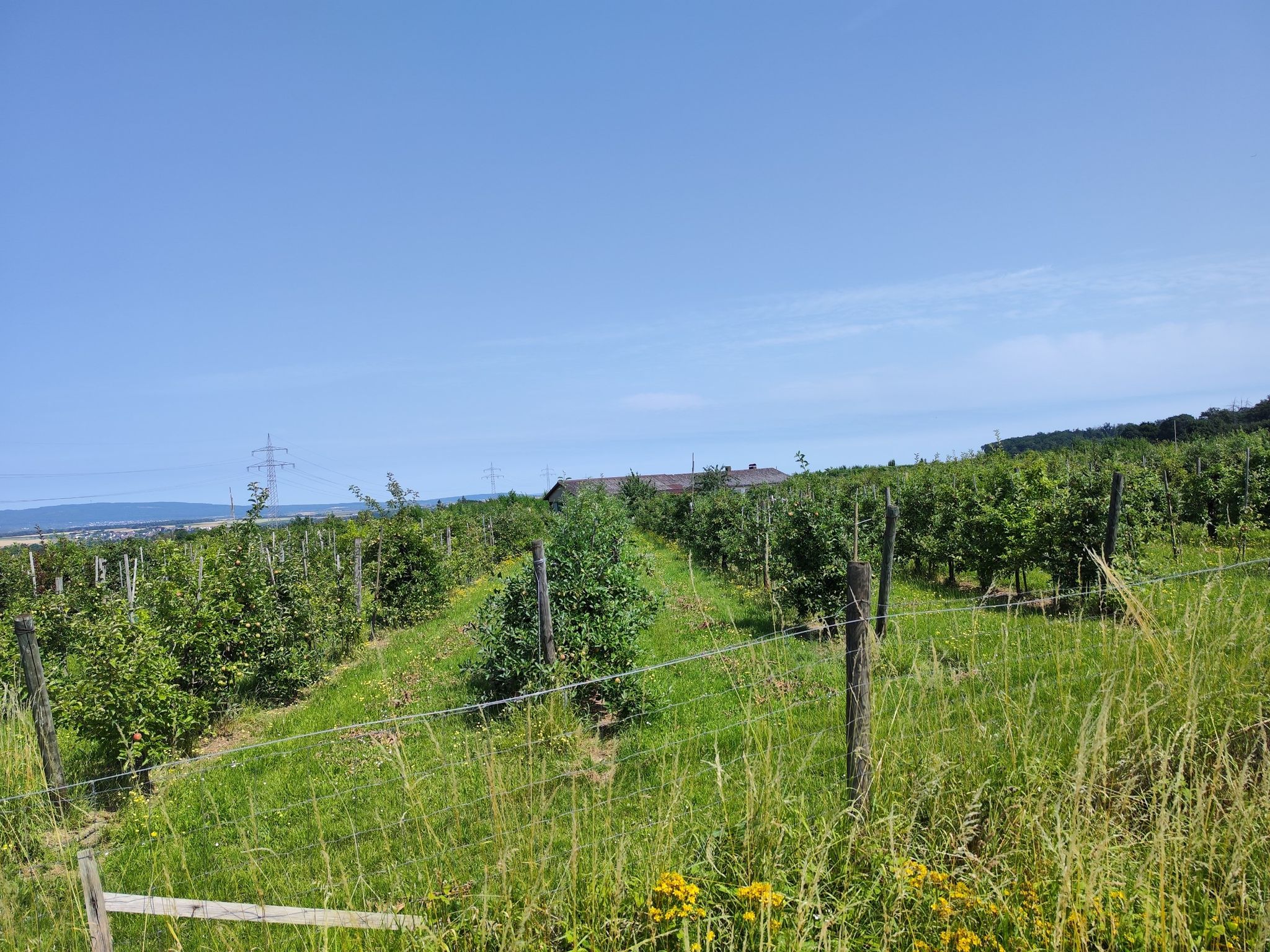 Obst und Gartenbauverein