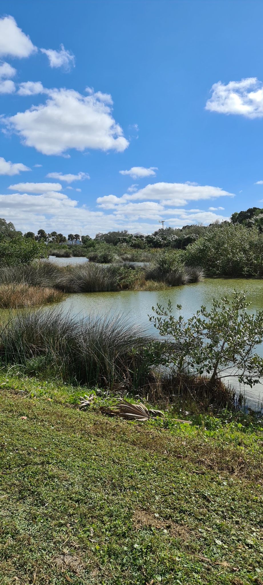 Calm water surrounded by lush green vegetation under a partly cloudy sky. - Sand Key Park loop
